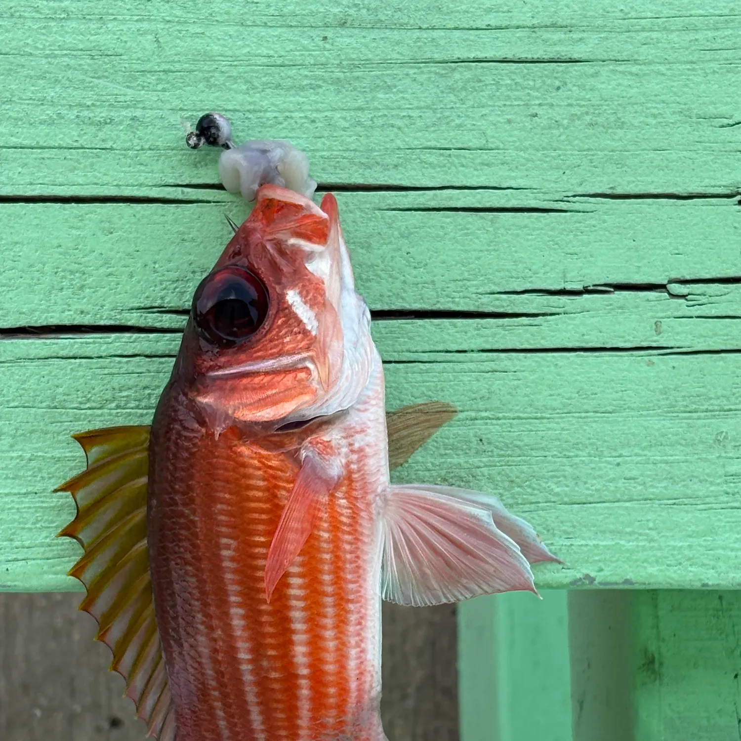 The most recent Common squirrelfish catches on Fishbrain