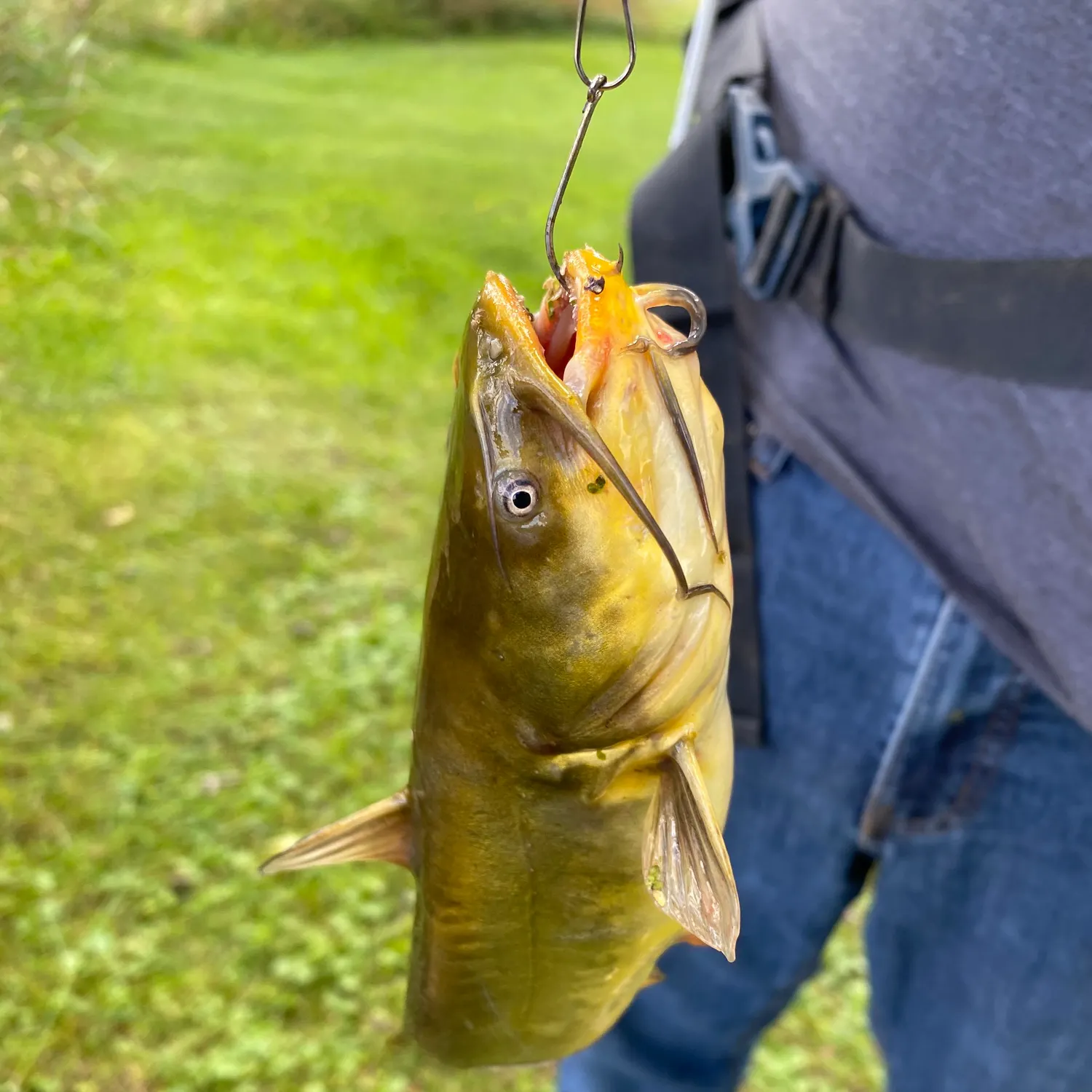 Yellow bullhead caught on Fishbrain