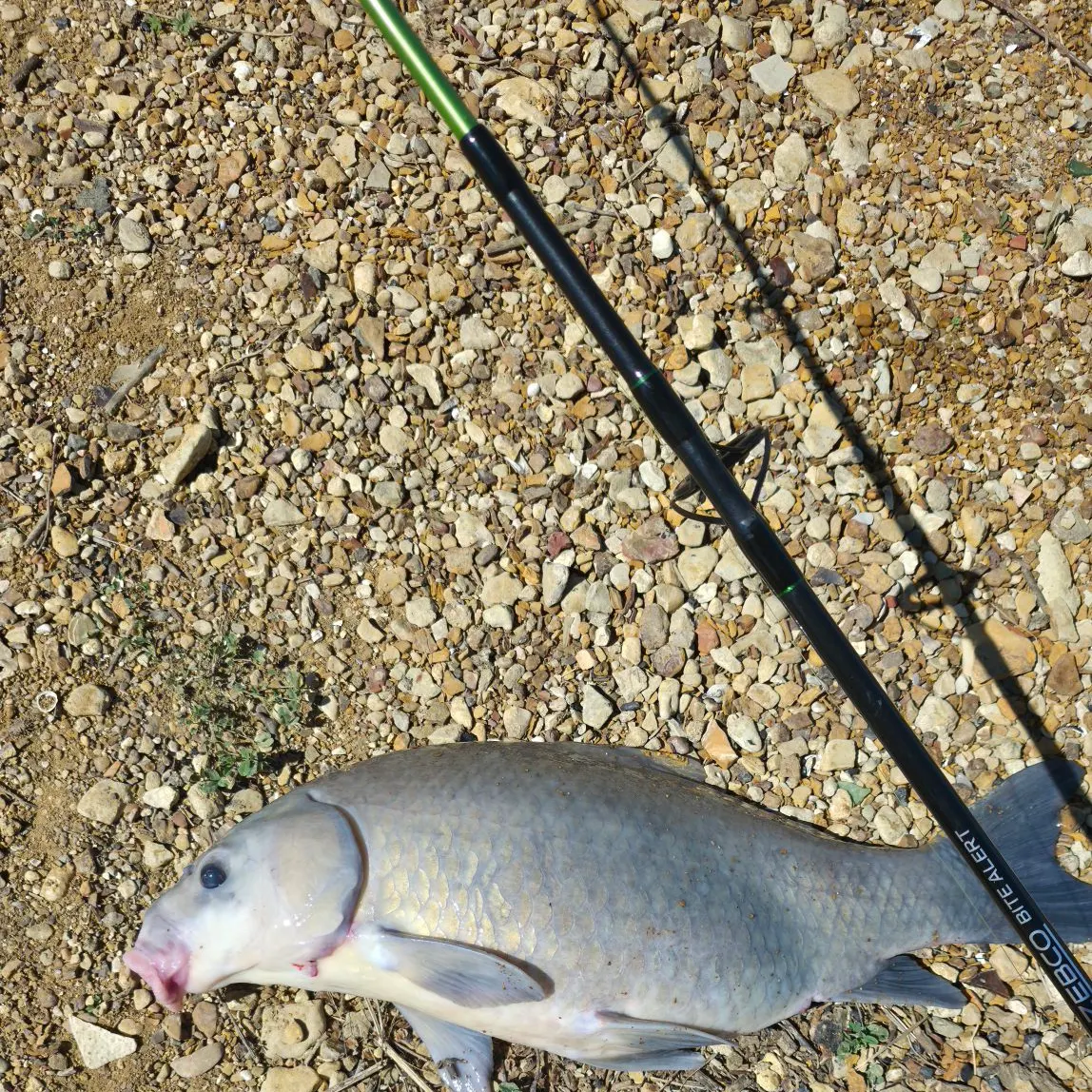 The most recent Smallmouth buffalo catches on Fishbrain