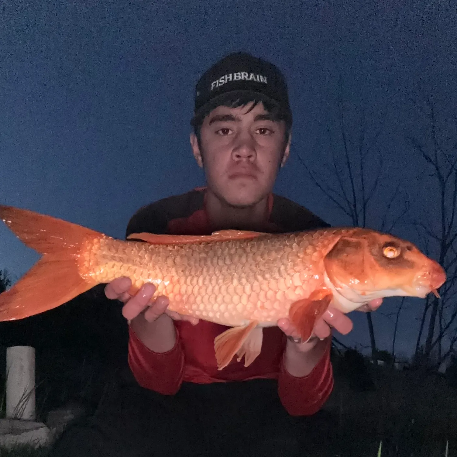The most recent Ghost carp catches on Fishbrain