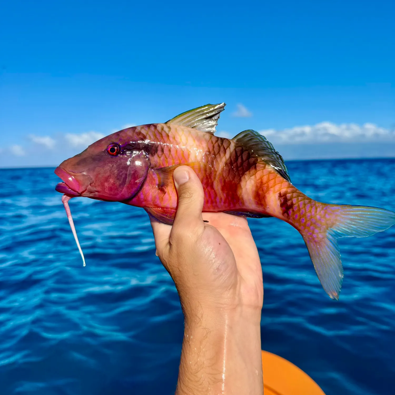 The most recent Manybar goatfish catches on Fishbrain