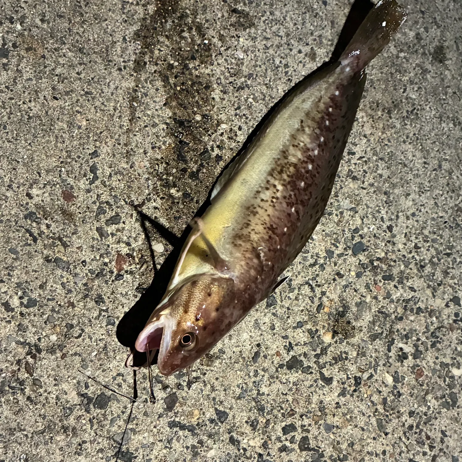 Brown bullhead caught on Fishbrain
