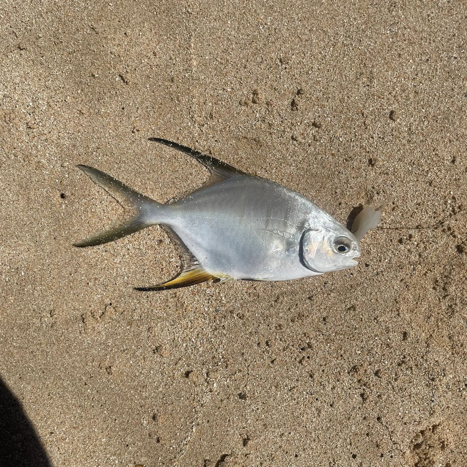 The most recent Palometa catches on Fishbrain