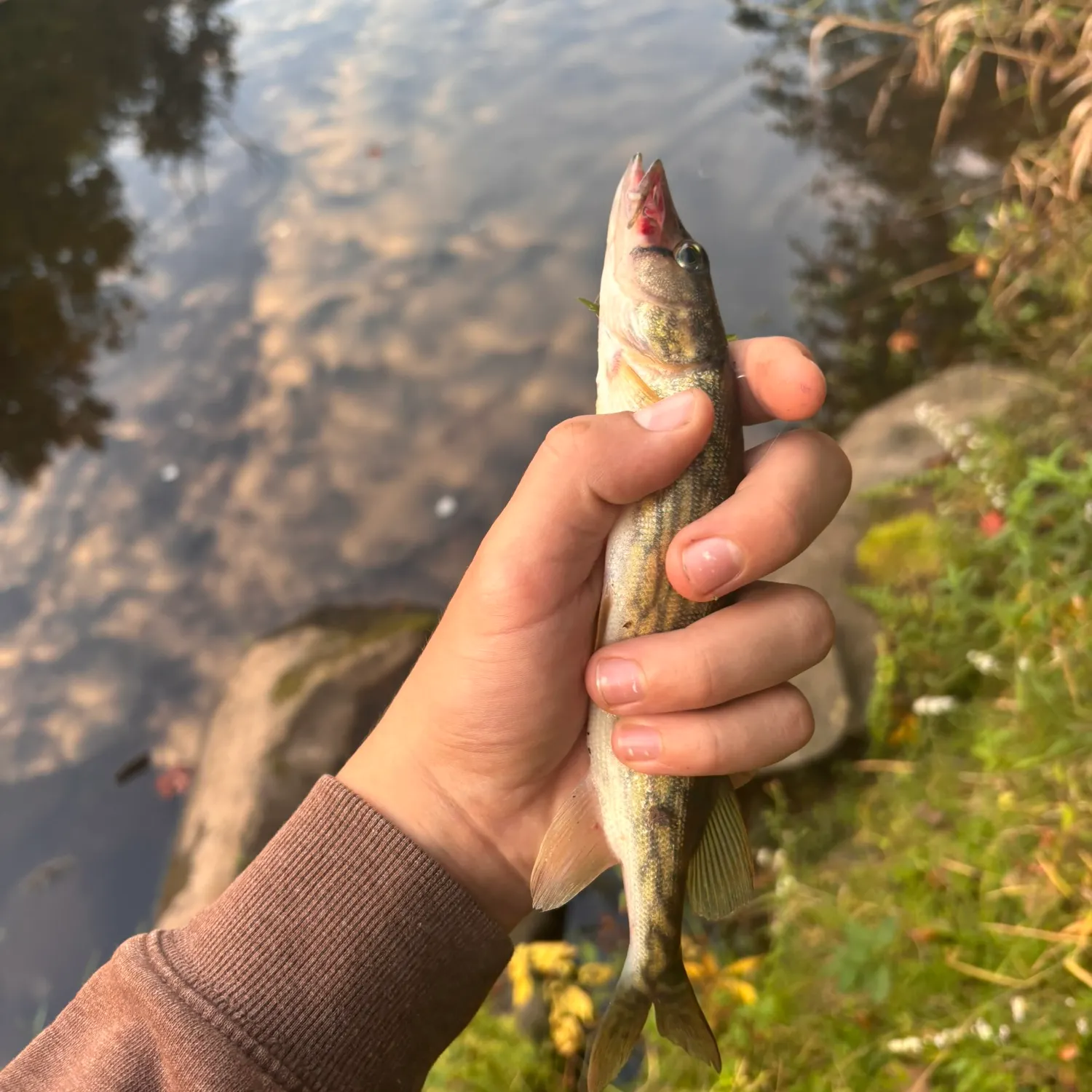 Chain pickerel caught on Fishbrain