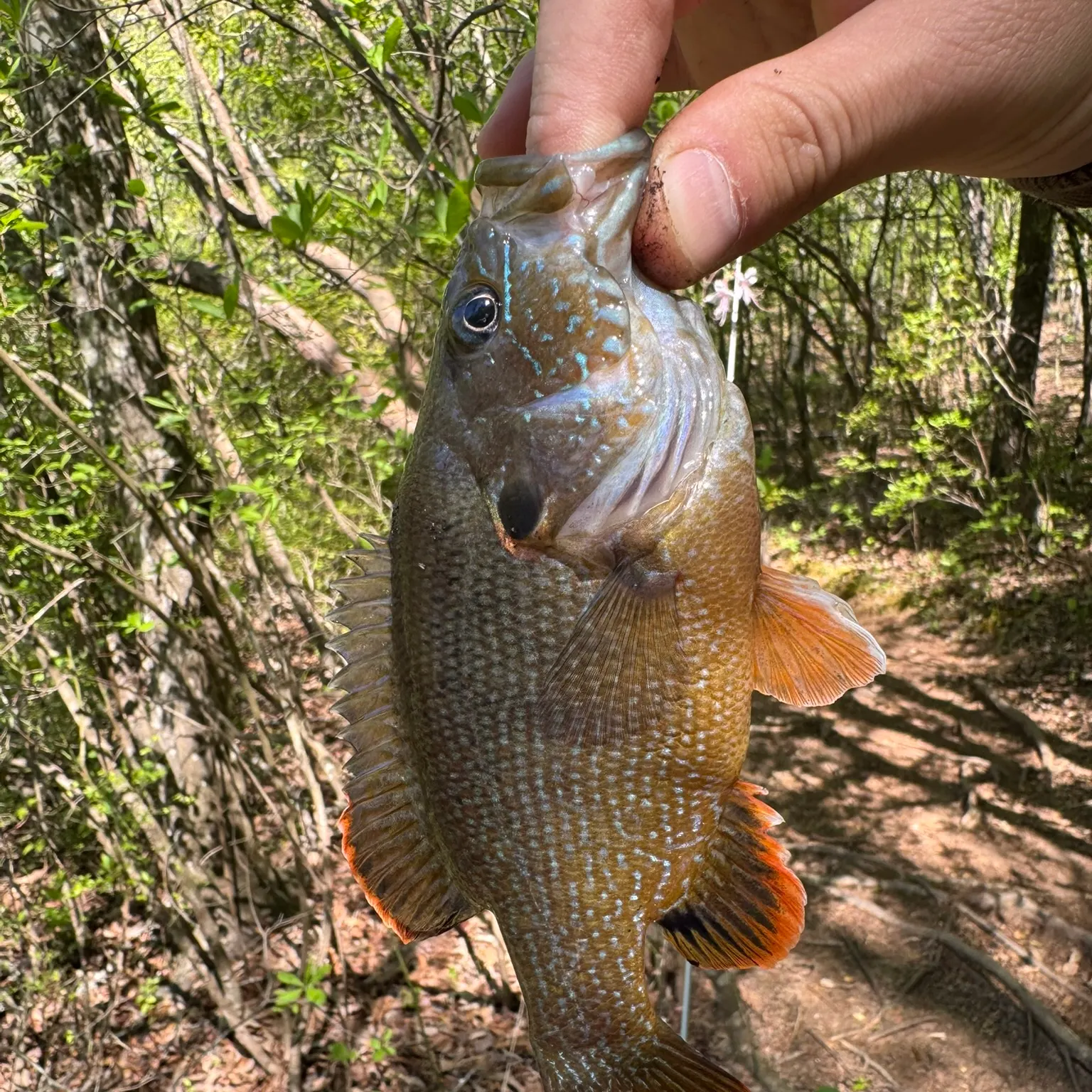 Green sunfish caught on Fishbrain
