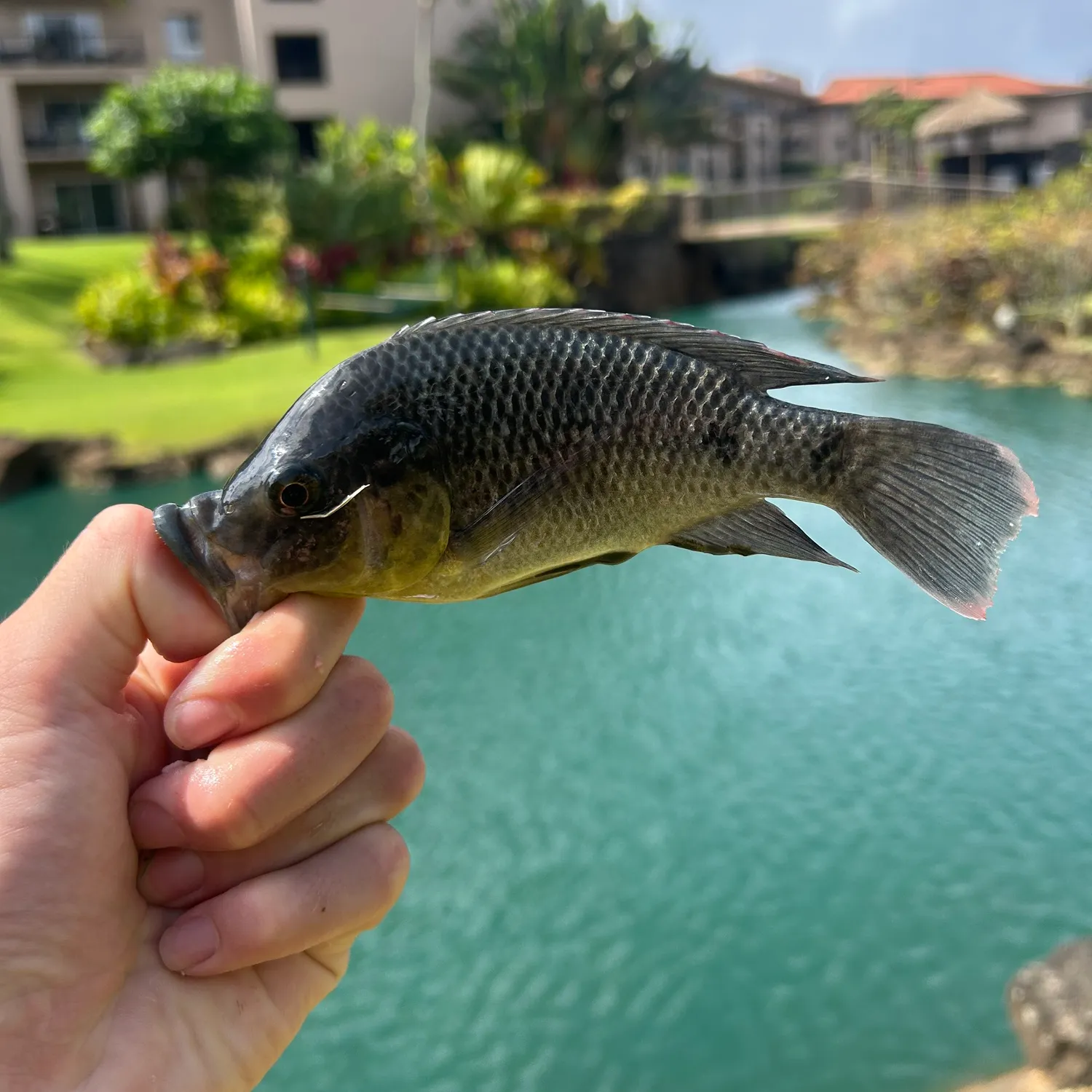 The most recent Mozambique tilapia catches on Fishbrain
