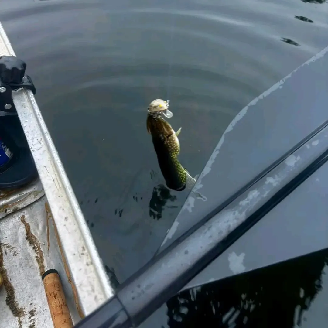 Chain pickerel caught on Fishbrain
