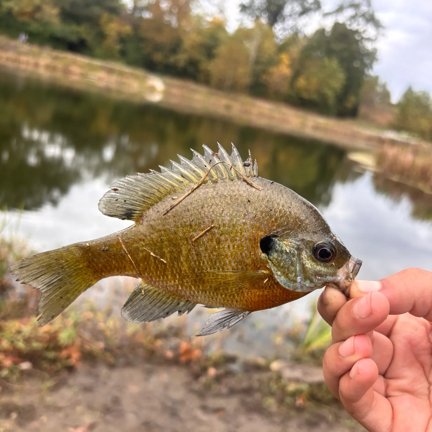 Bluegill caught on Fishbrain