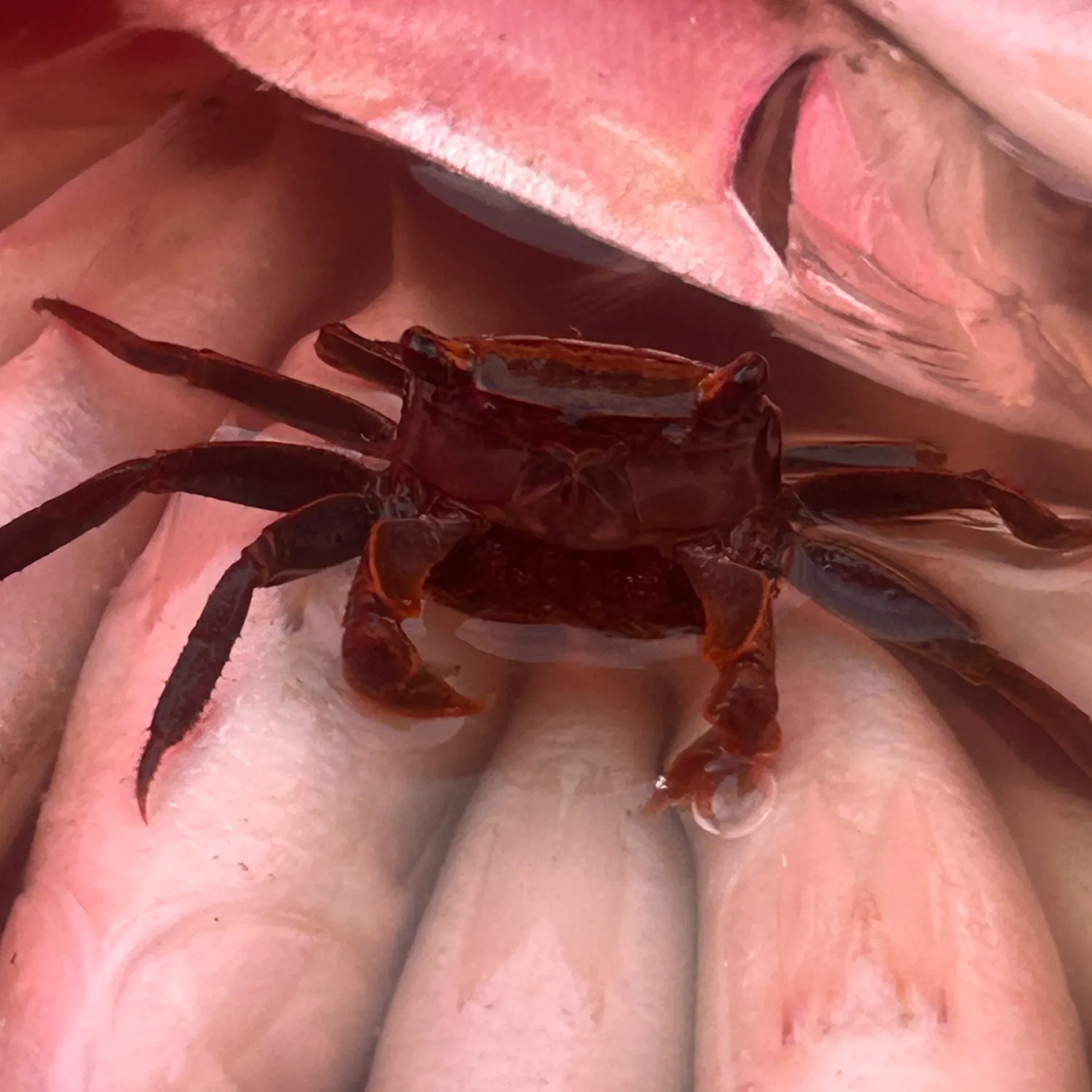 Warty crab caught on Fishbrain
