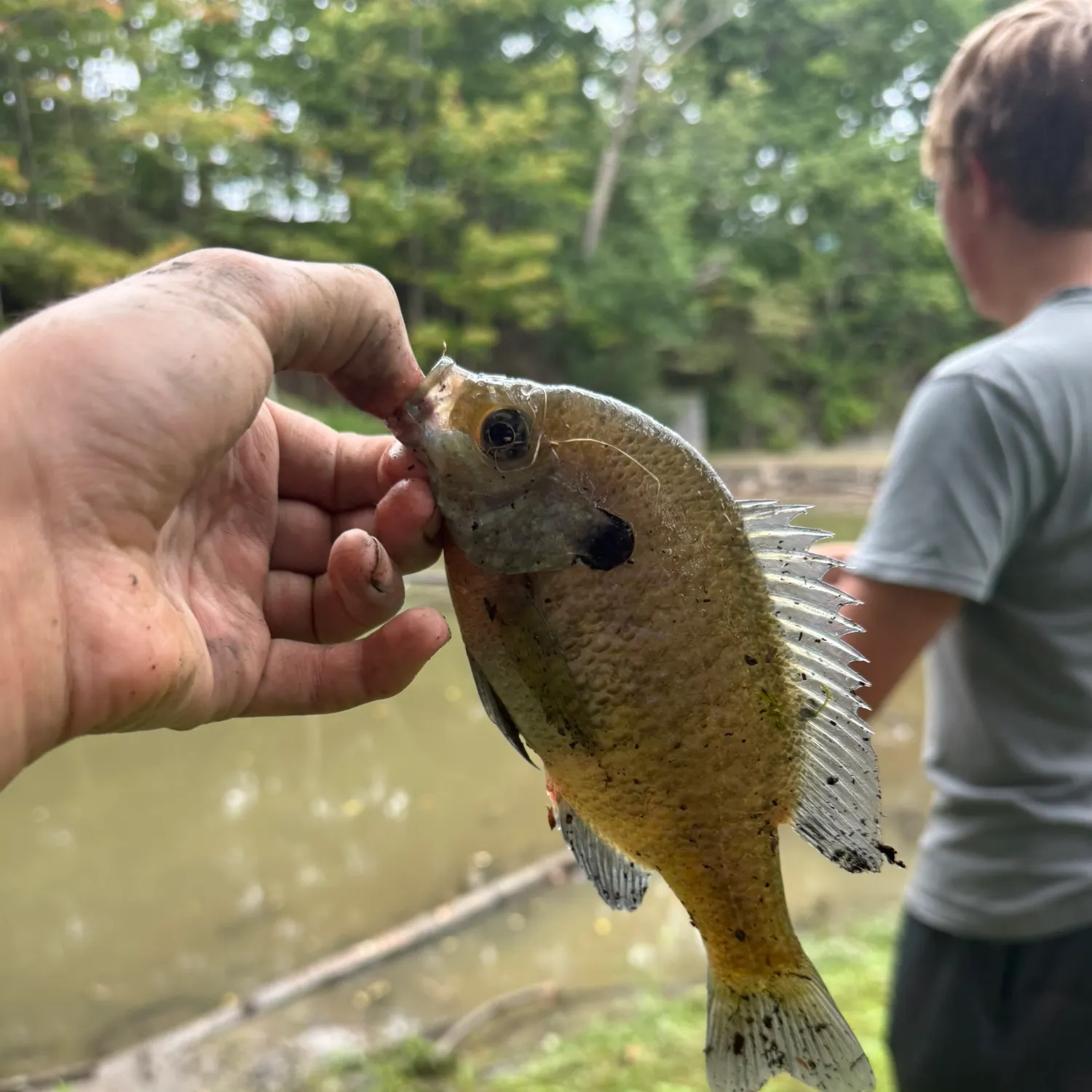 Bluegill caught on Fishbrain