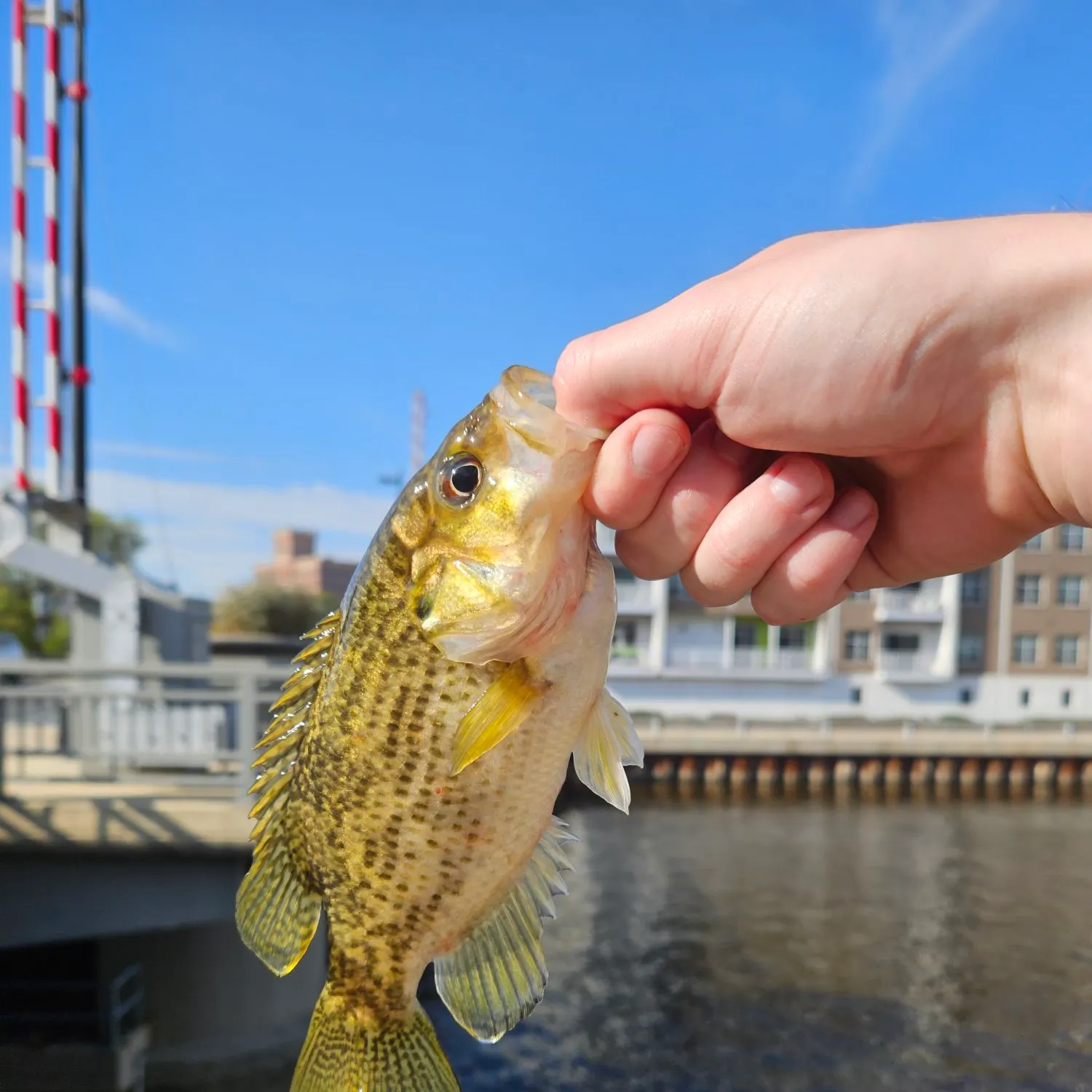 Rock bass caught on Fishbrain