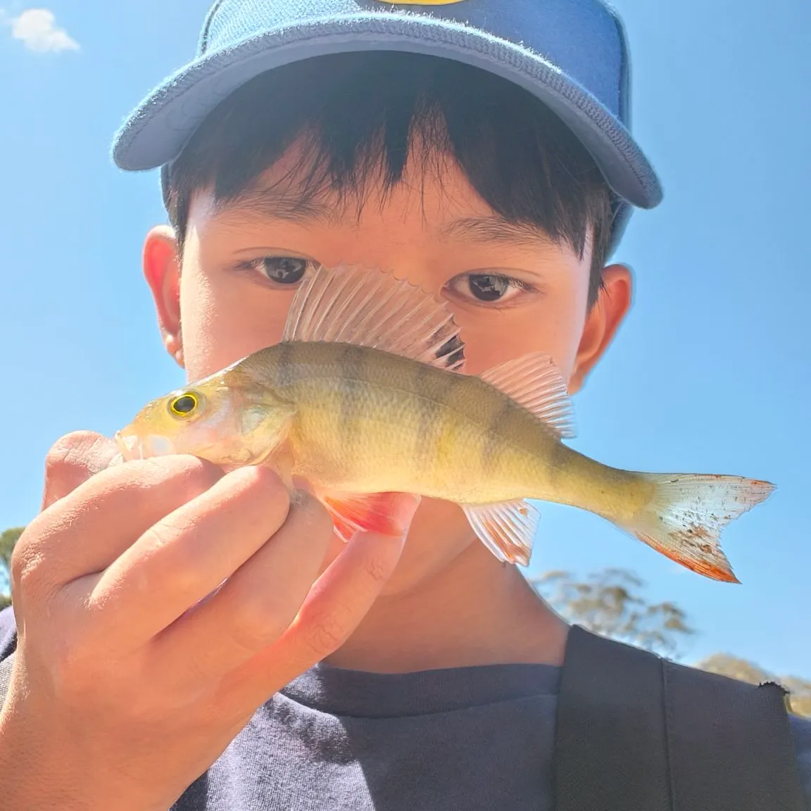The most recent European perch catches on Fishbrain