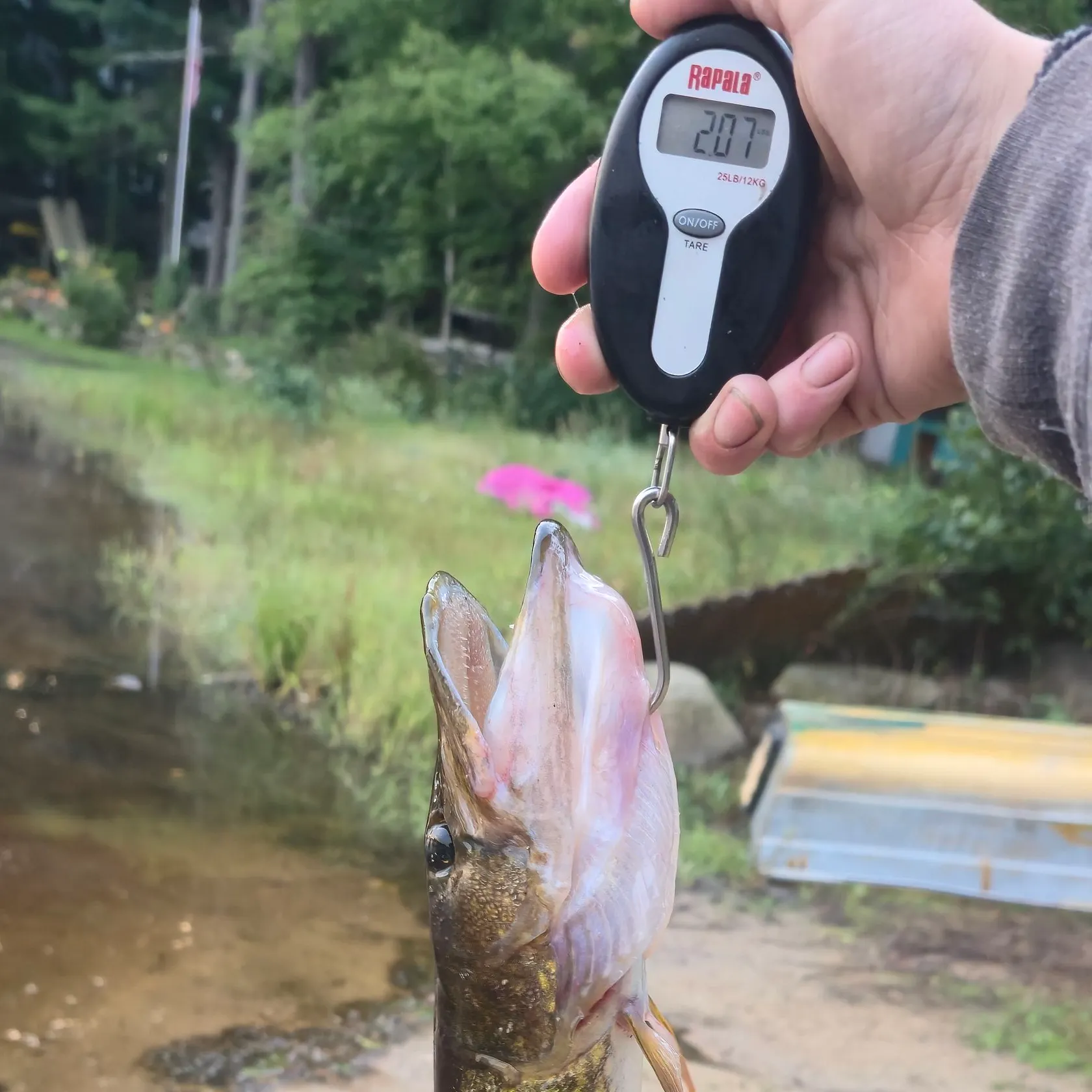Chain pickerel caught on Fishbrain