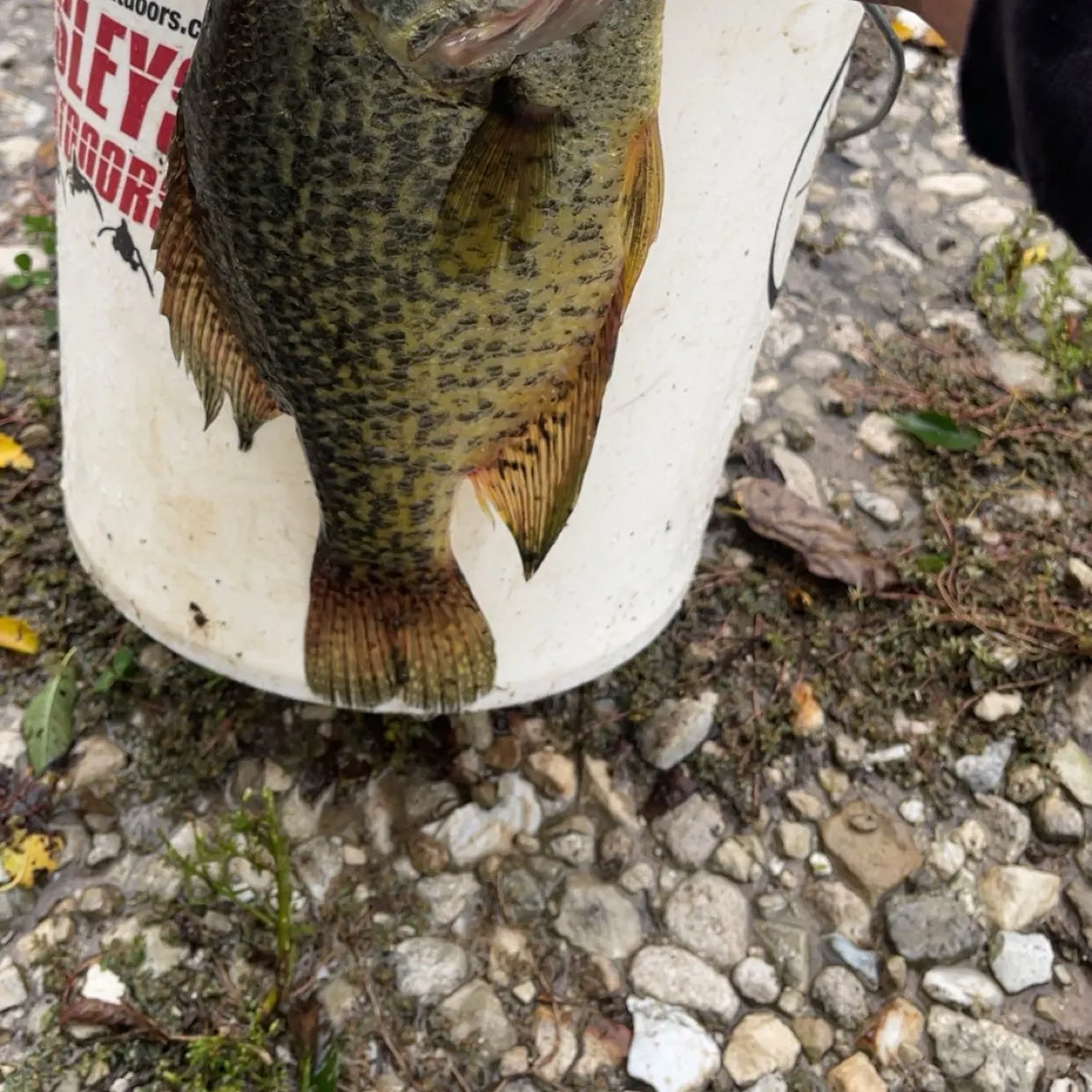 Black crappie caught on Fishbrain