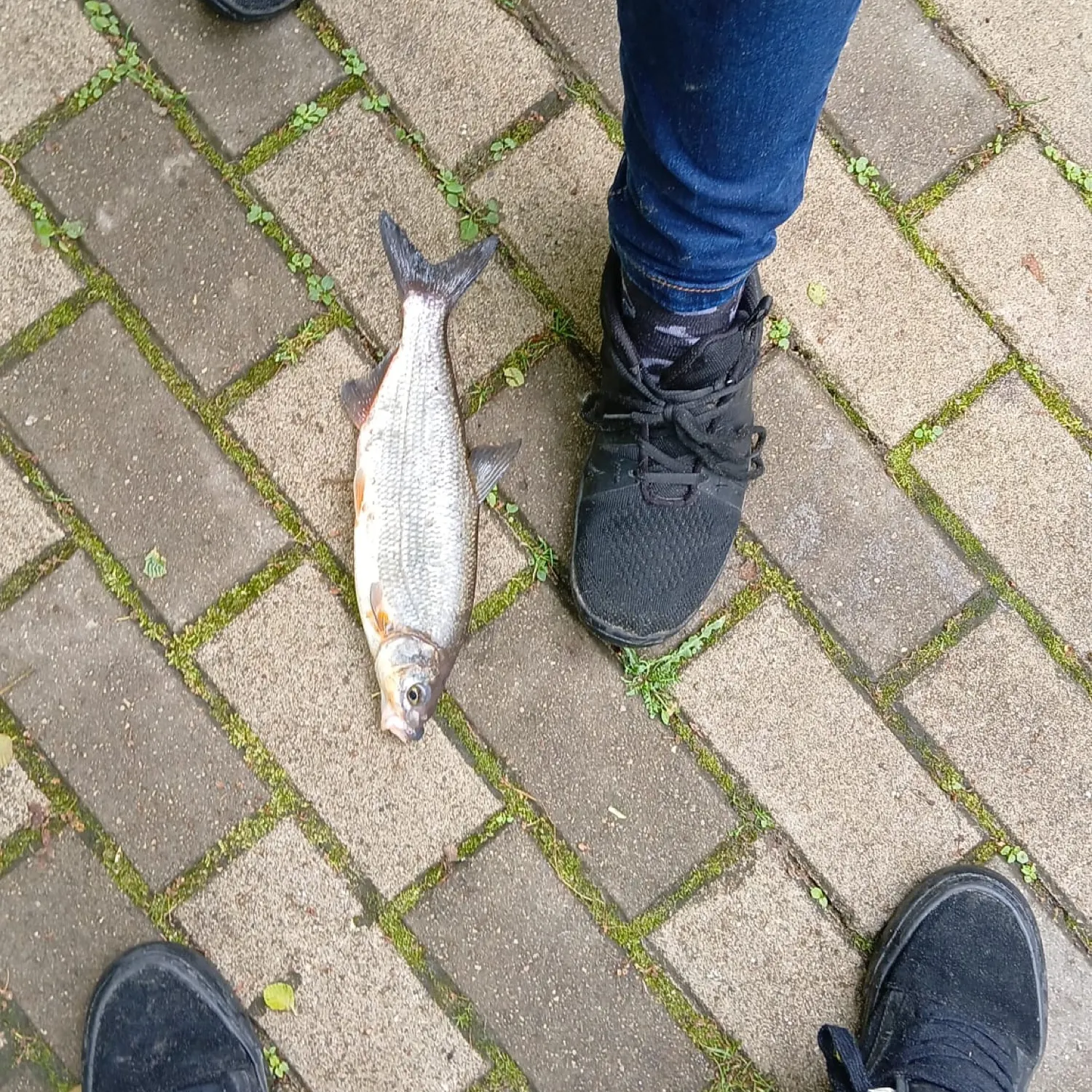 most liked catch image