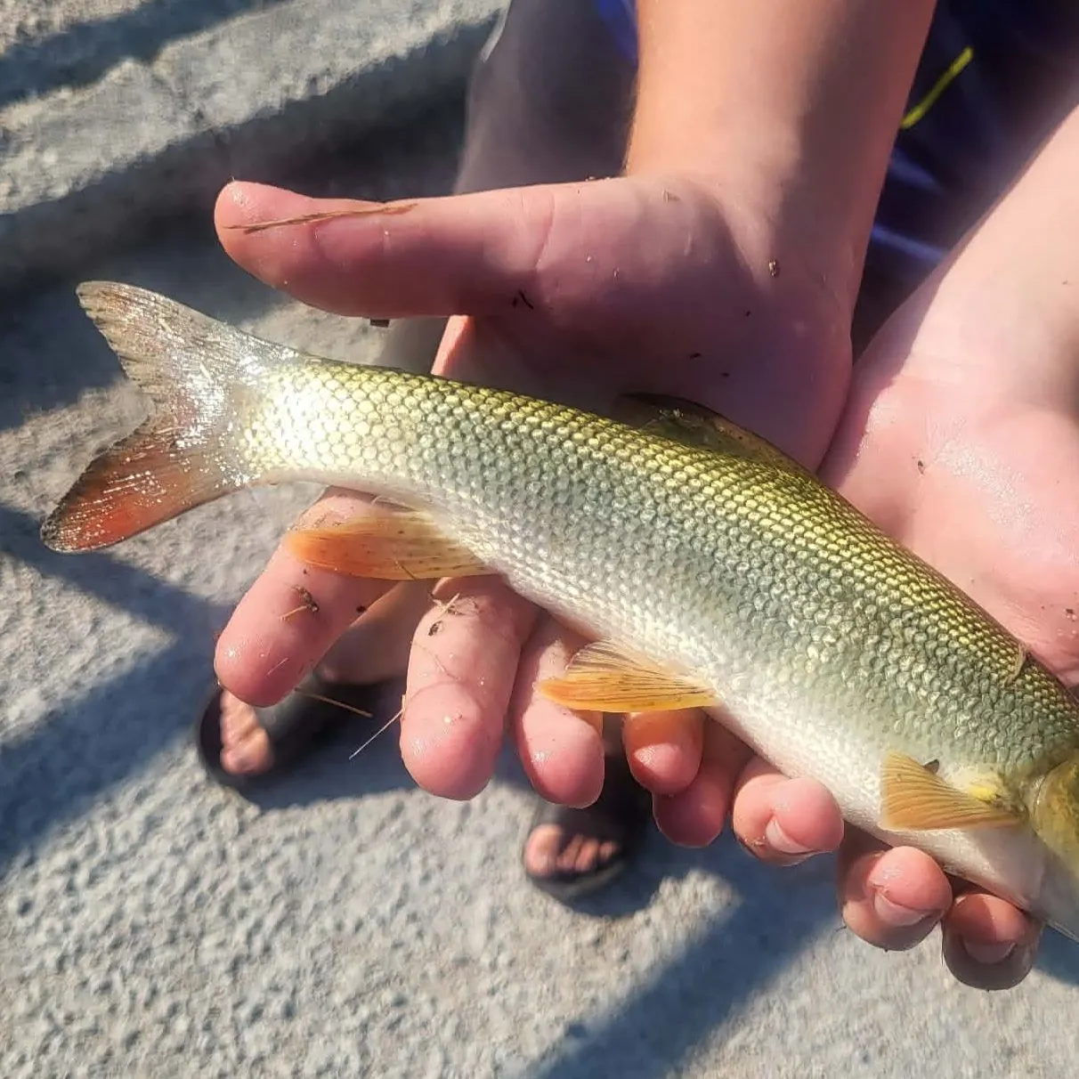 Common barbel caught on Fishbrain
