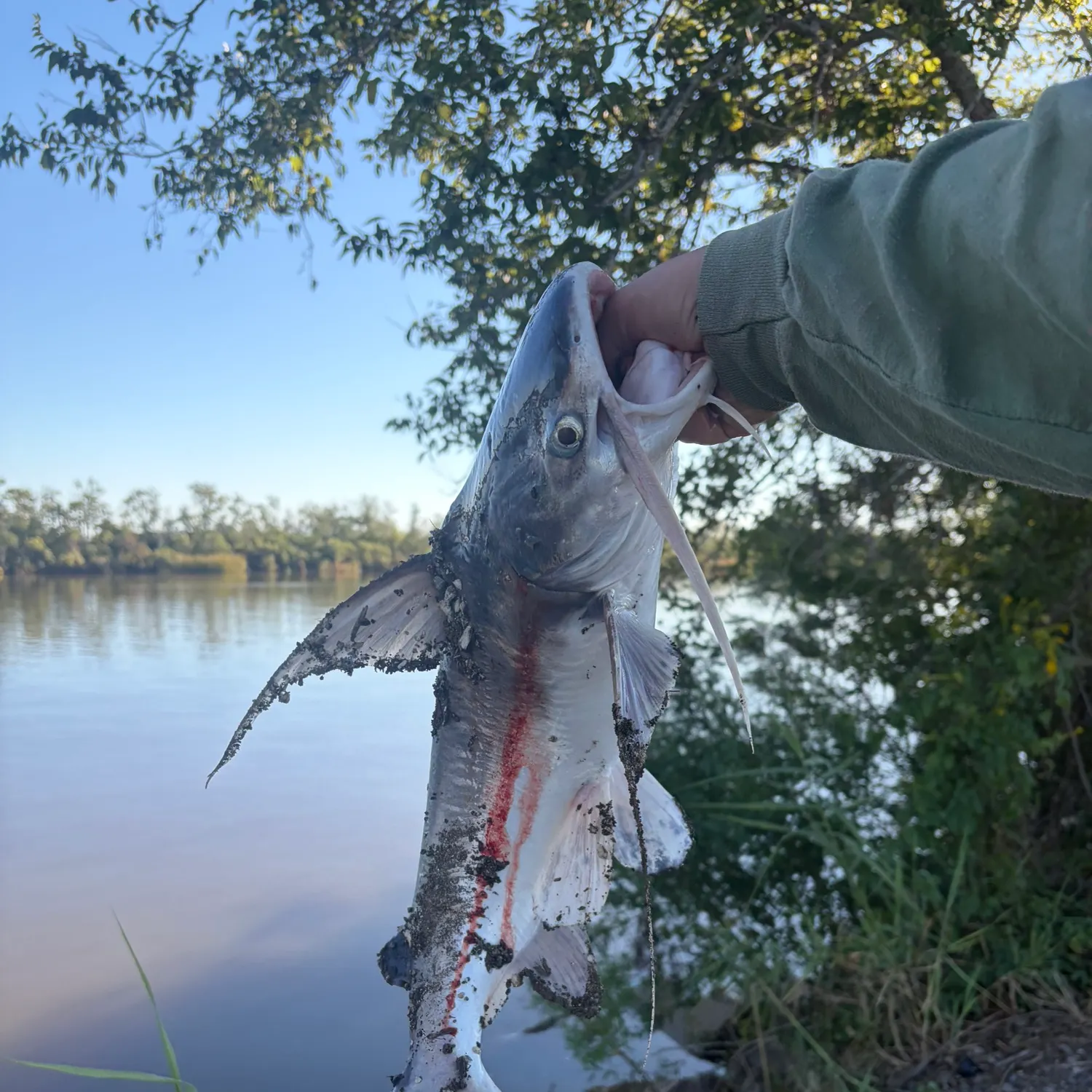 Gafftopsail sea catfish caught on Fishbrain