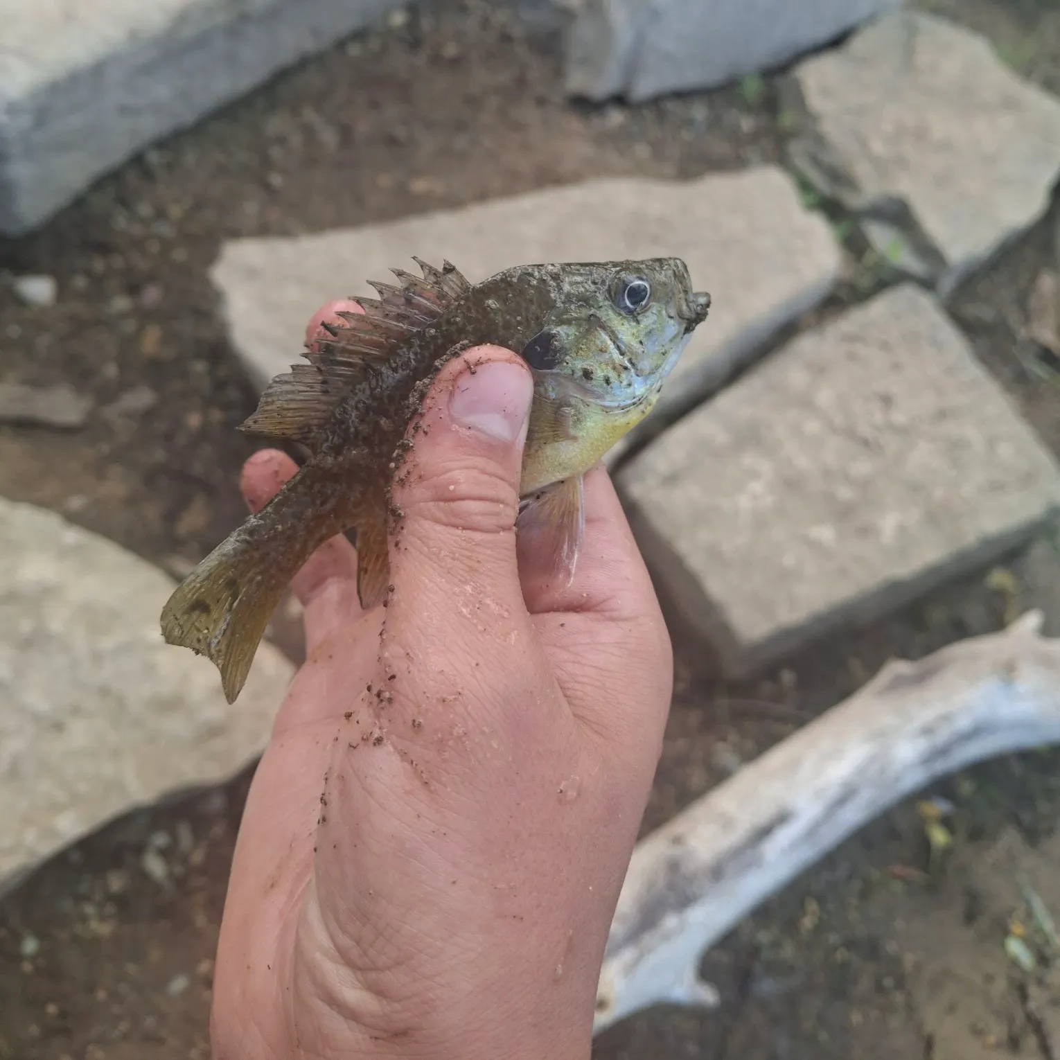 Bluegill caught on Fishbrain