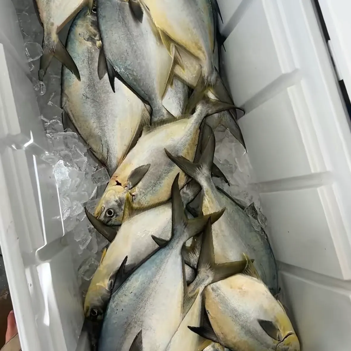 The most recent Florida pompano catches on Fishbrain
