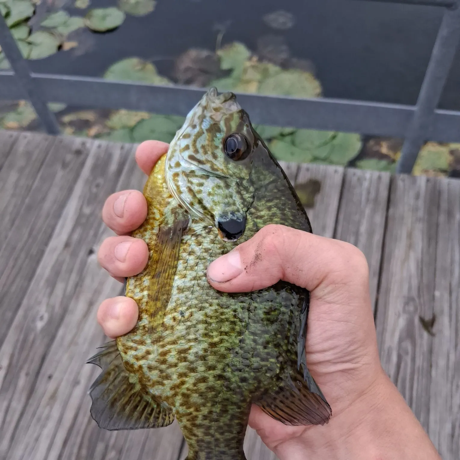 Pumpkinseed caught on Fishbrain