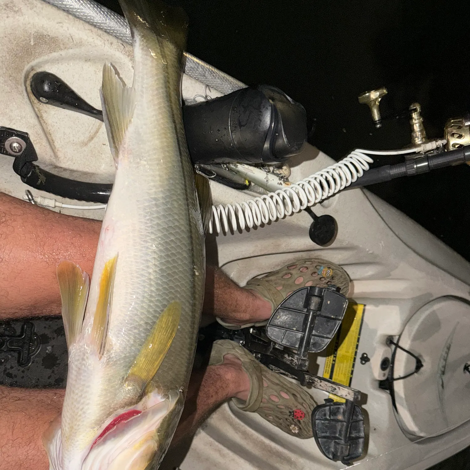 Common snook caught on Fishbrain