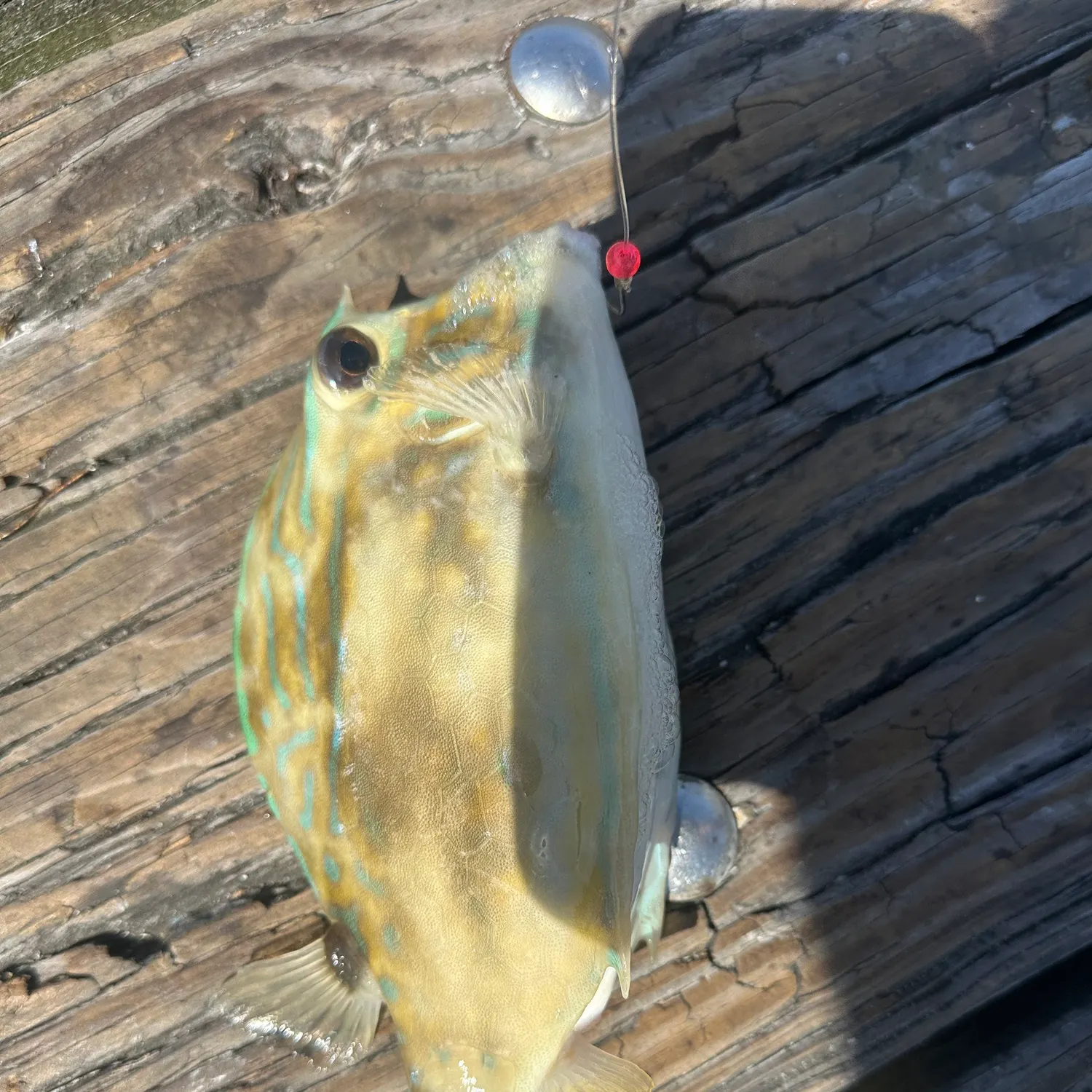 The most recent Honeycomb cowfish catches on Fishbrain