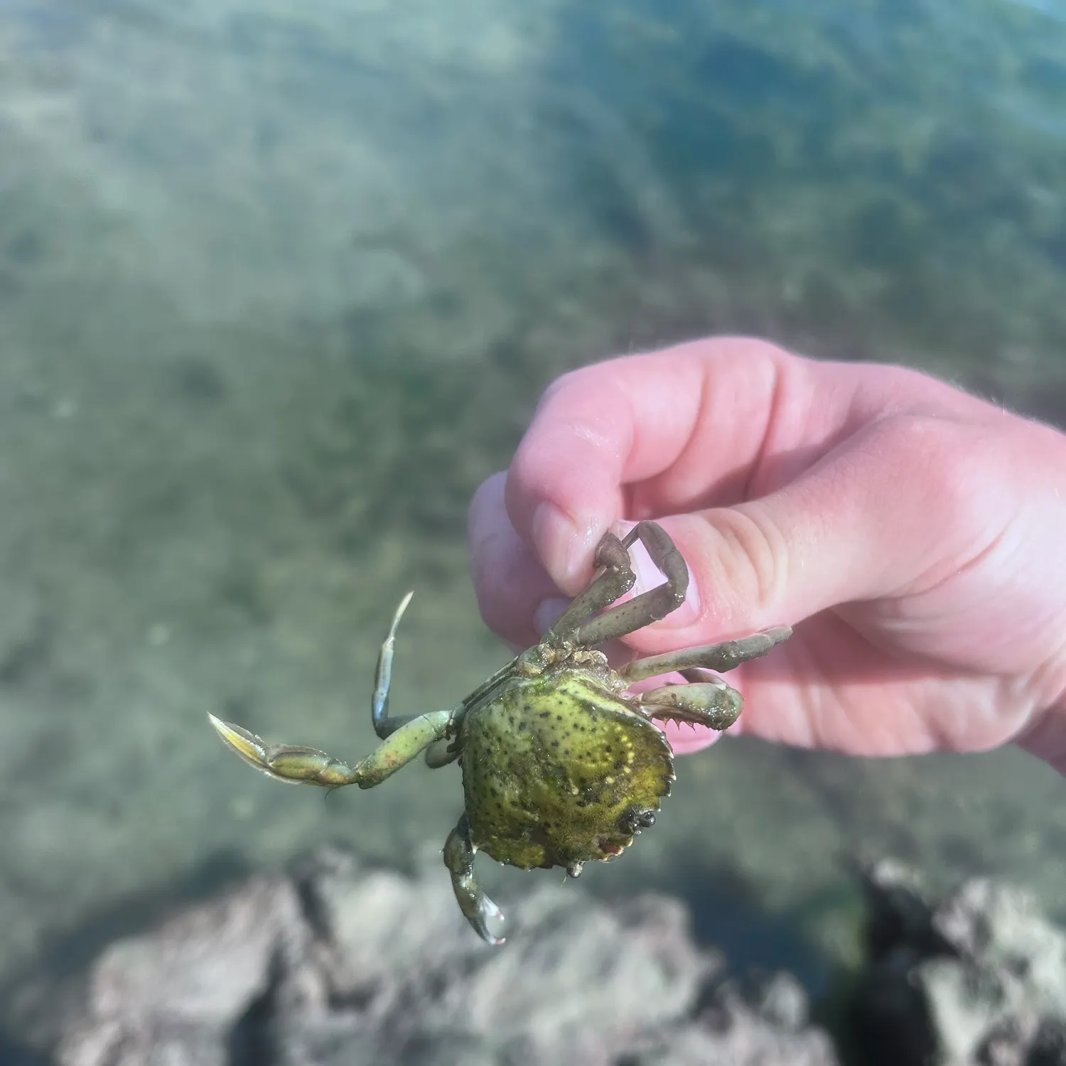 Green crab caught on Fishbrain