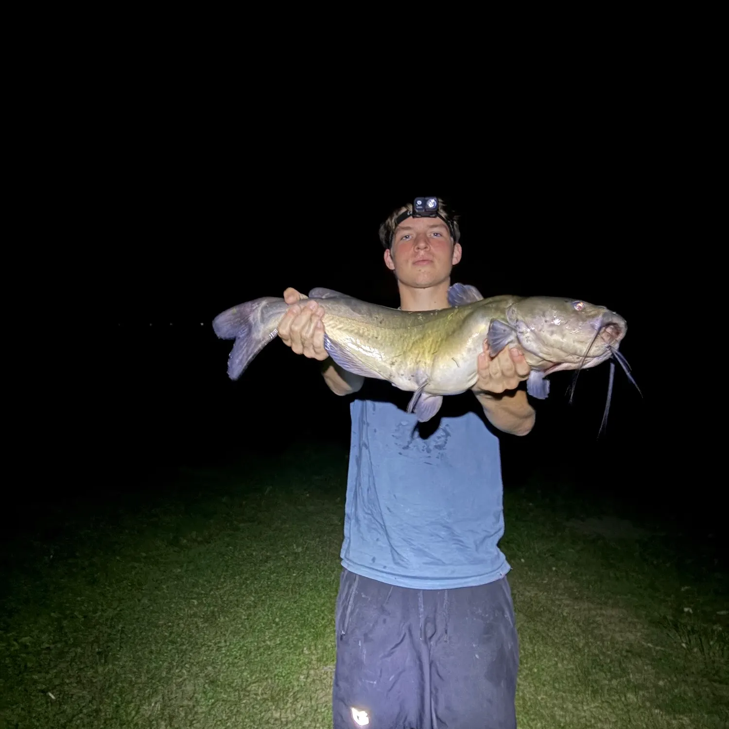 Channel catfish caught on Fishbrain