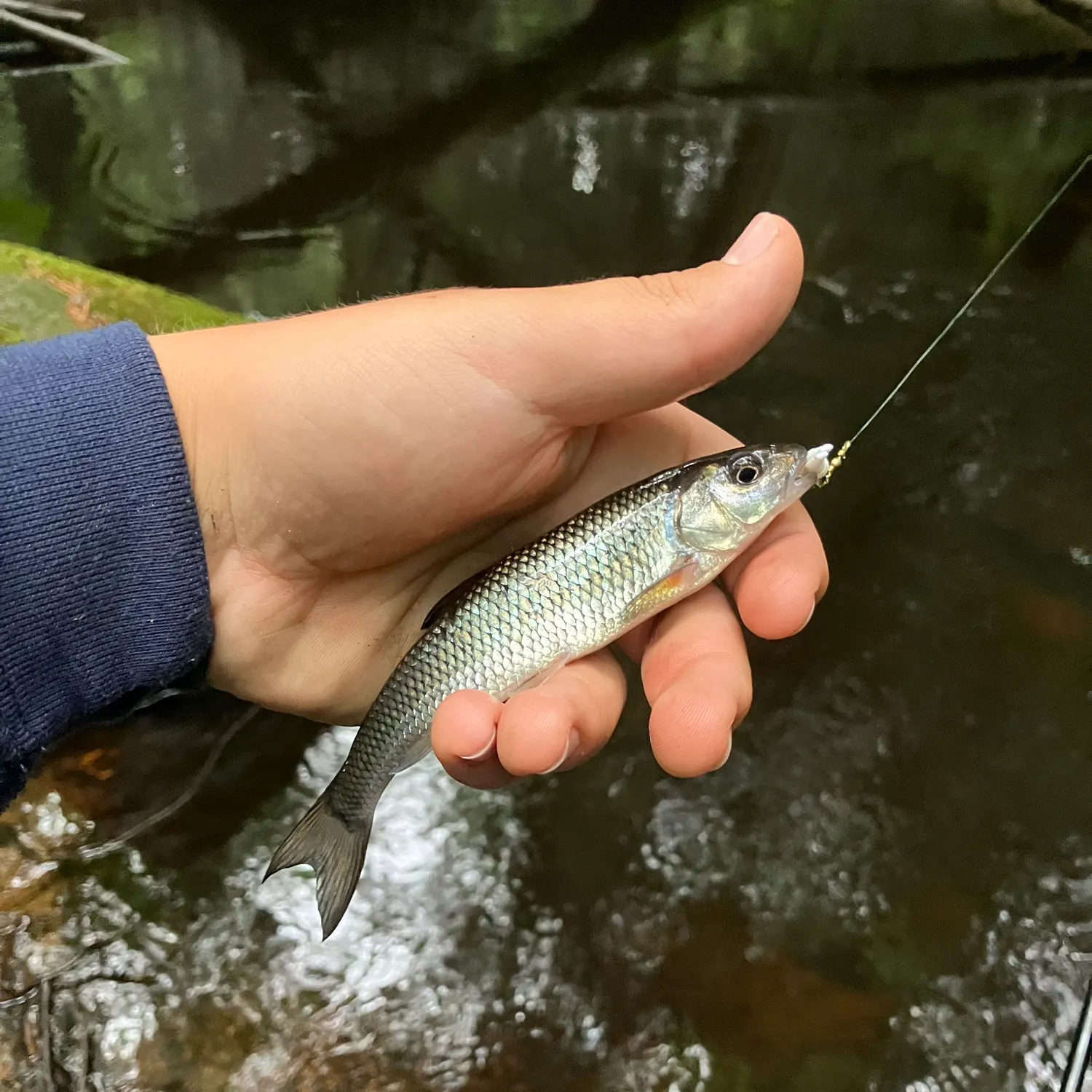 Fallfish caught on Fishbrain