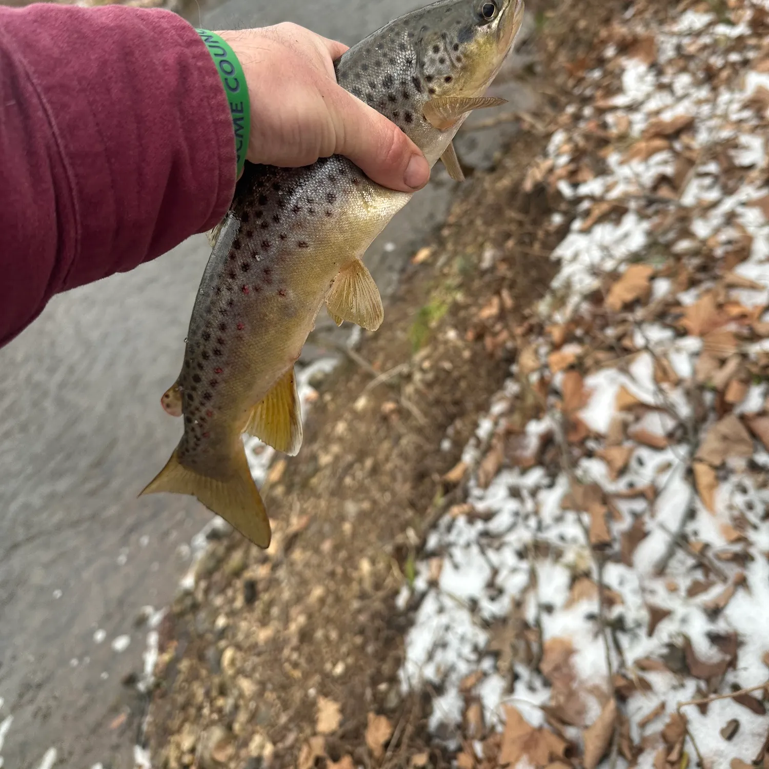 recently logged catches