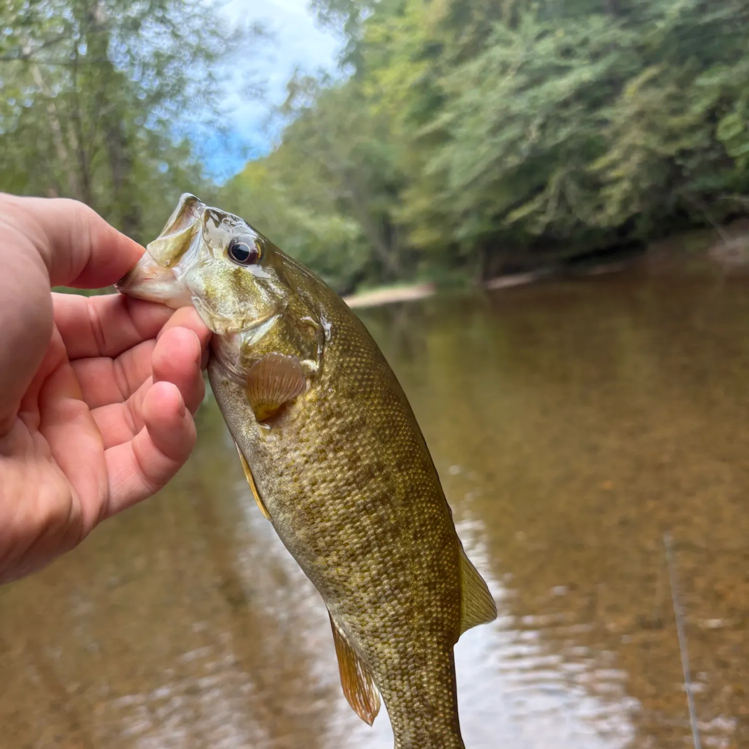Smallmouth bass caught on Fishbrain