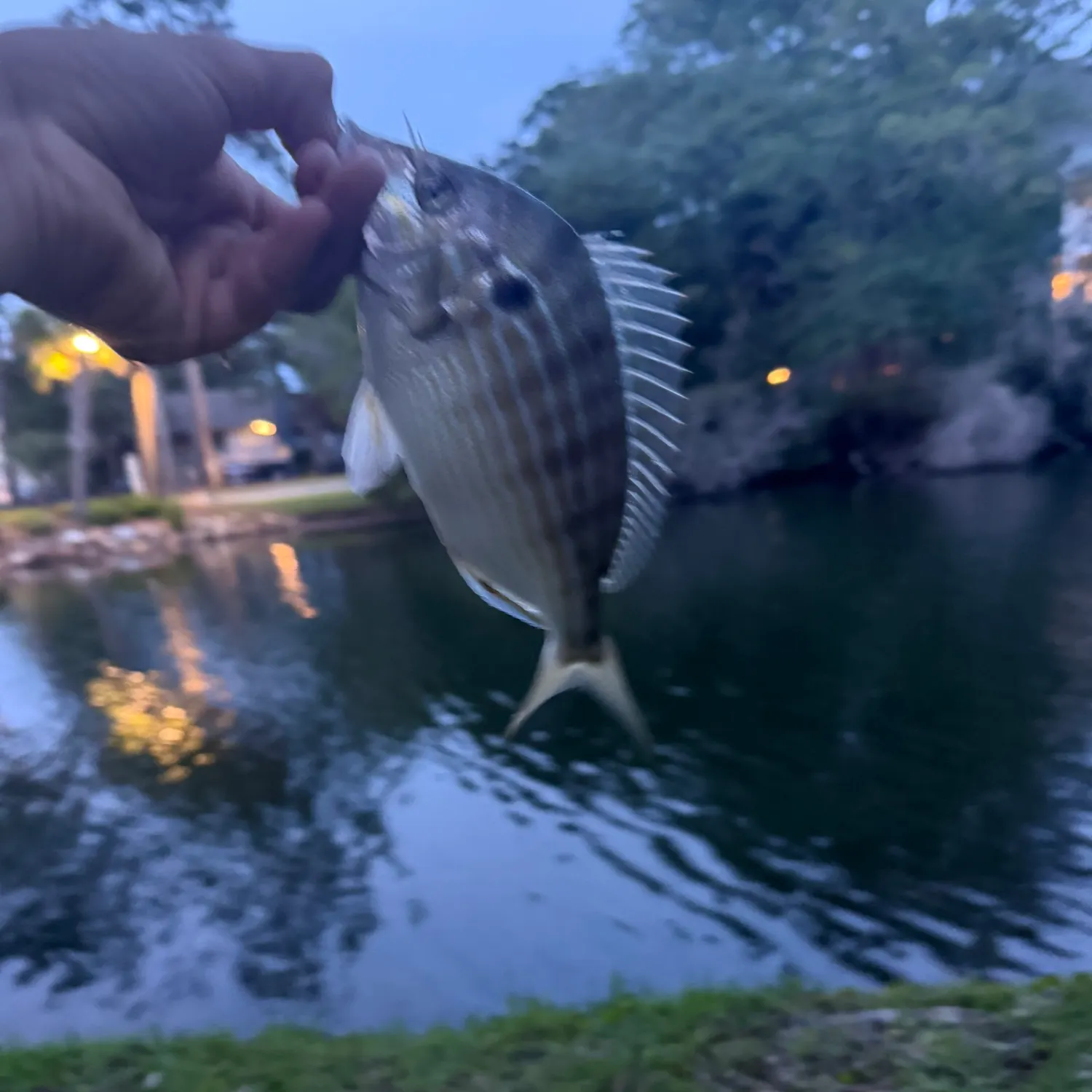The most recent Pinfish catches on Fishbrain