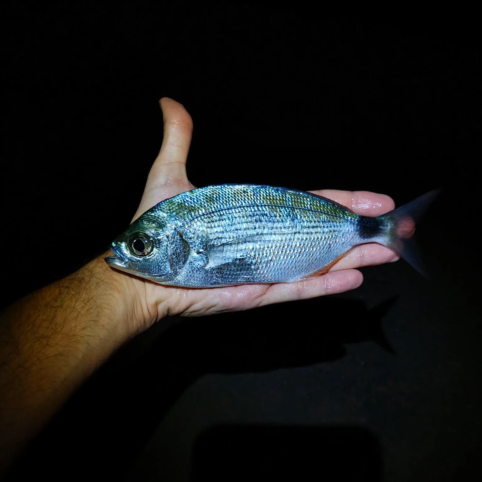 Saddled seabream caught on Fishbrain