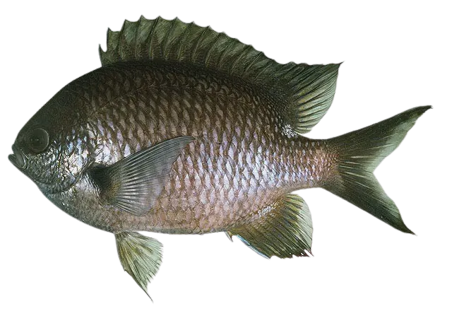 Pearl-spot chromis