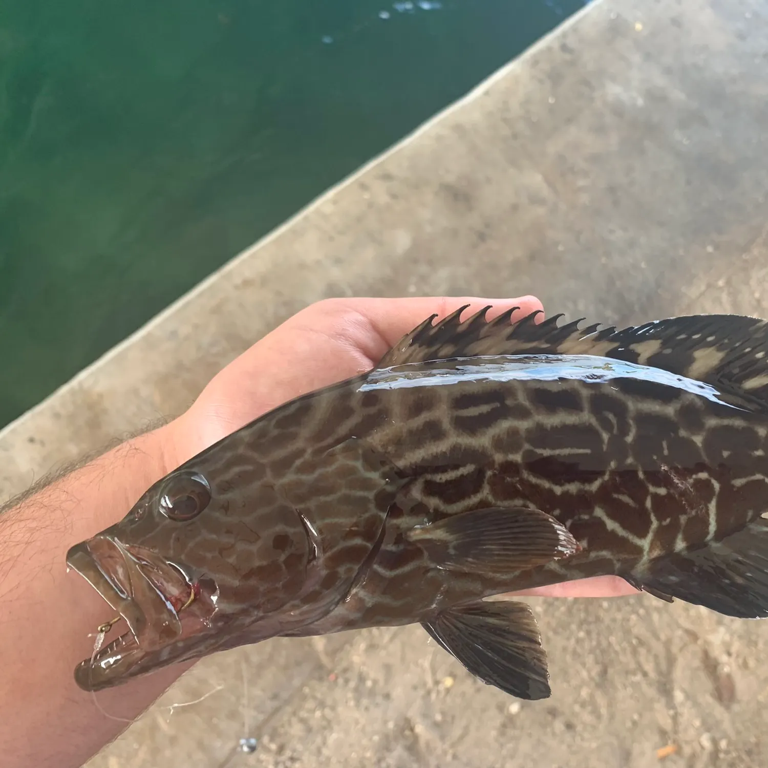 The most popular recent Black grouper catch on Fishbrain