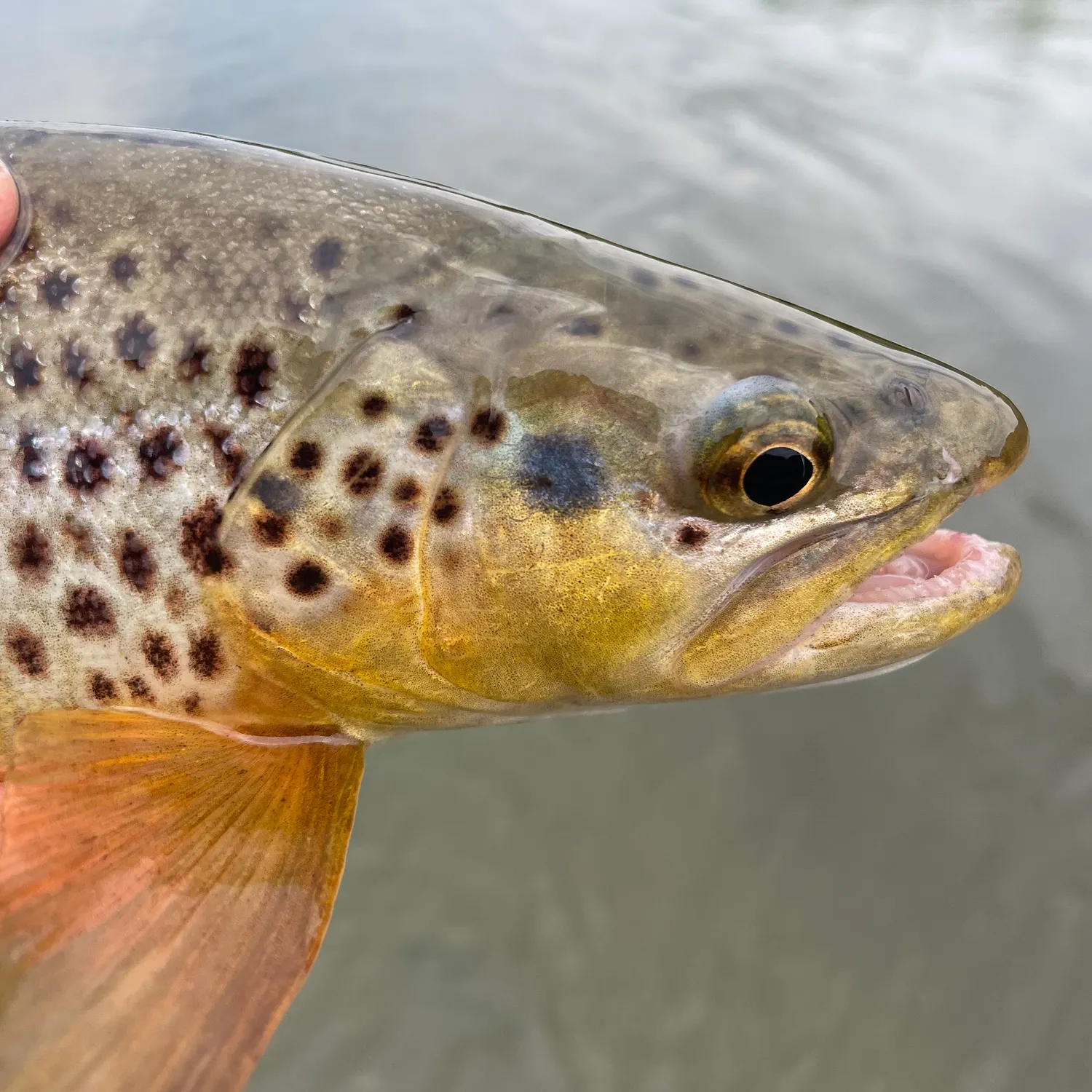 The most recent Brown trout catches on Fishbrain