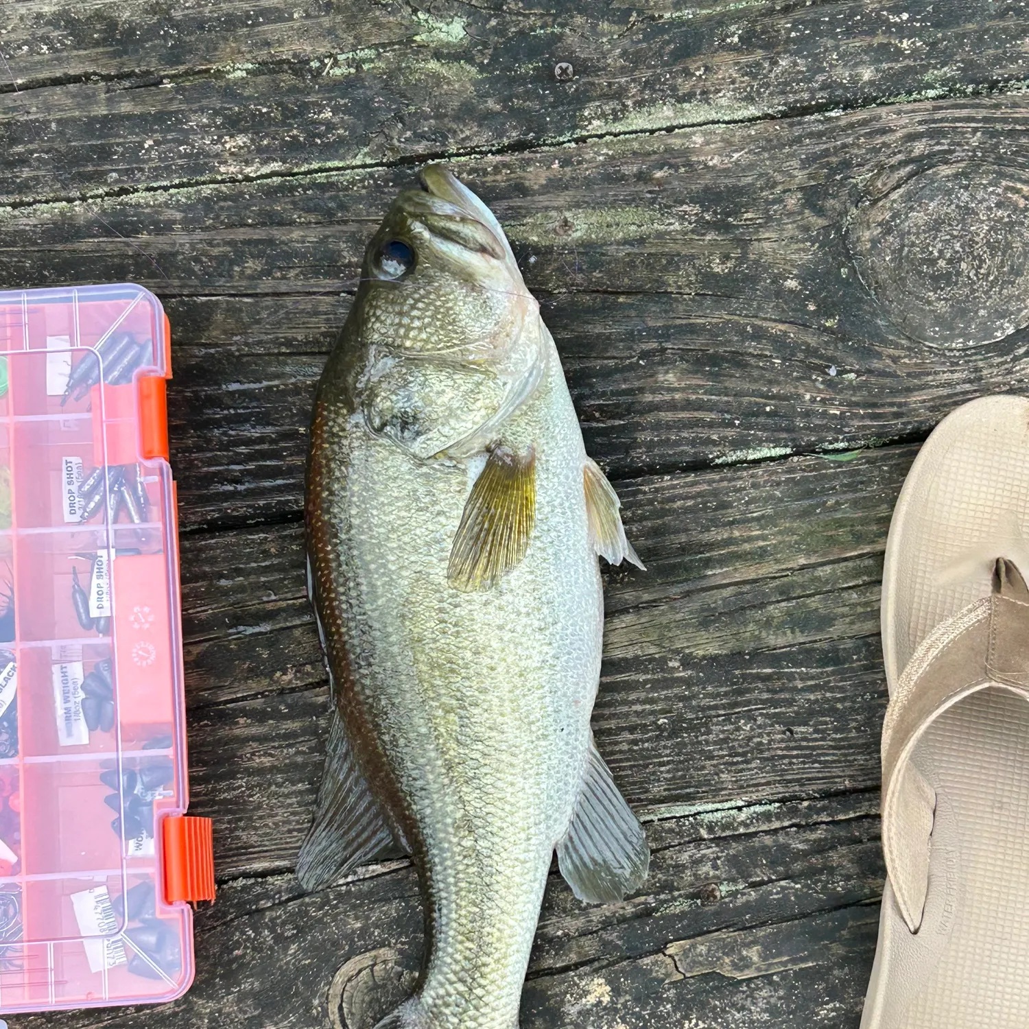 Largemouth bass caught on Fishbrain