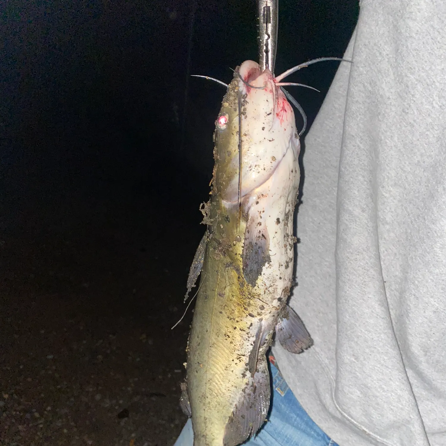 Channel catfish caught on Fishbrain