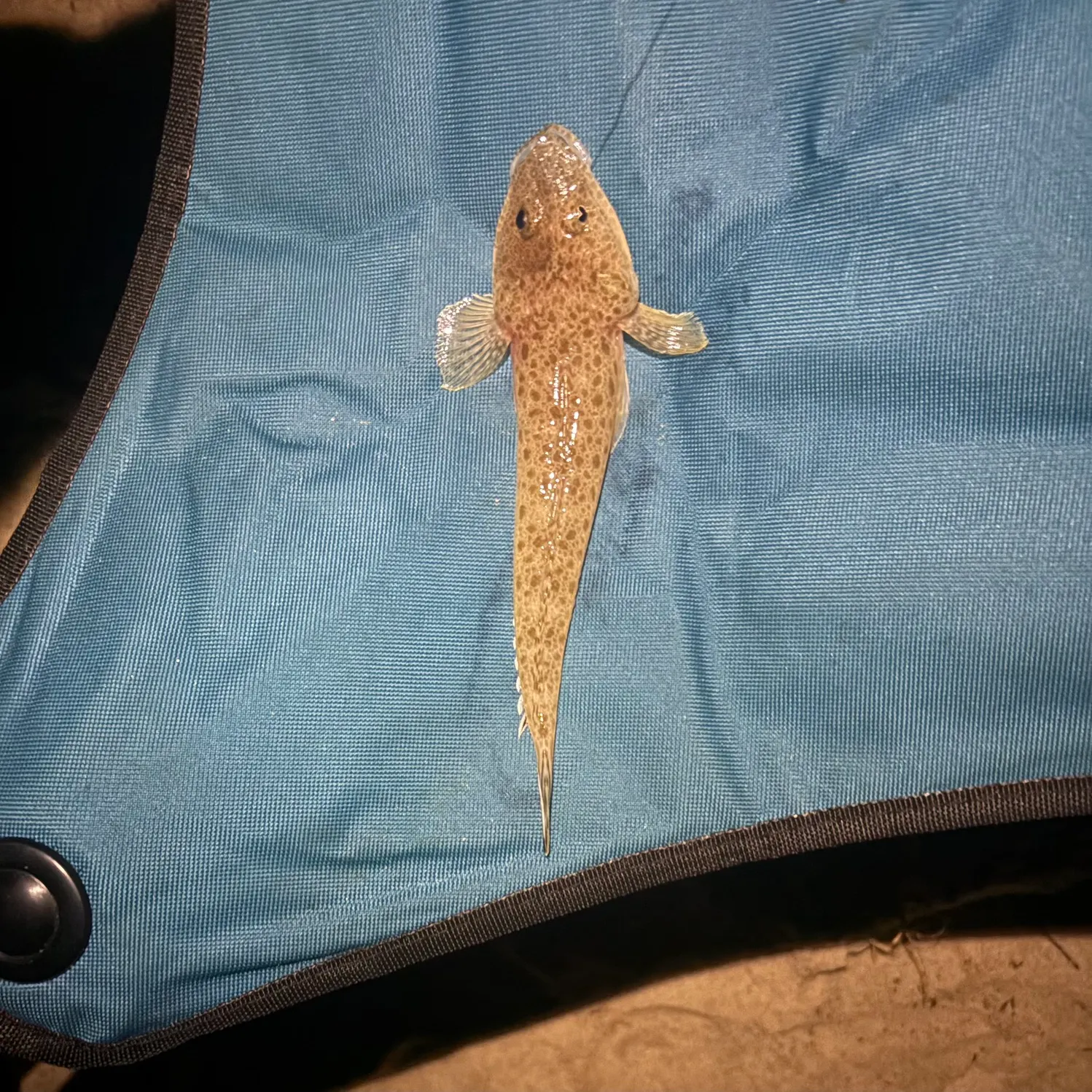 The most recent Sand flathead catches on Fishbrain