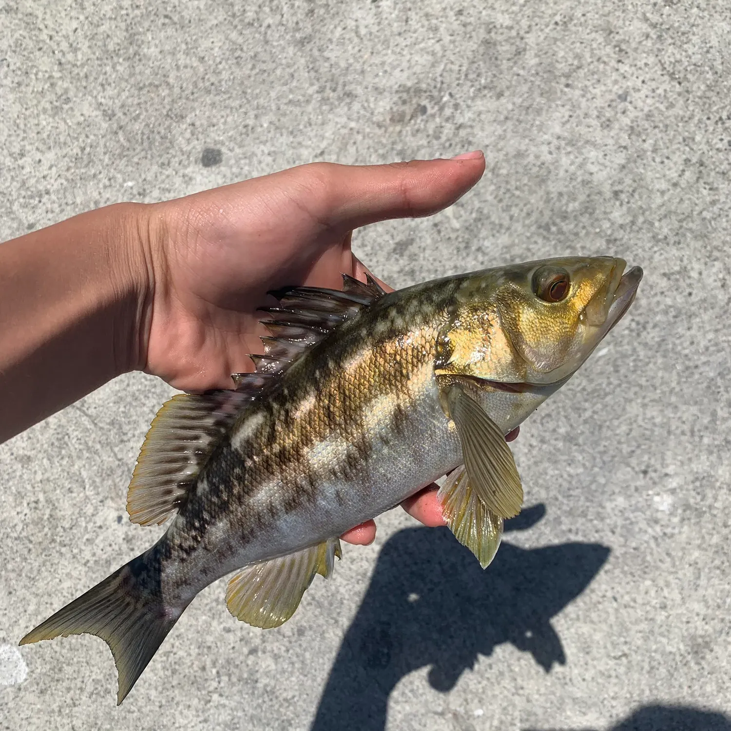 The most recent Kelp bass catches on Fishbrain