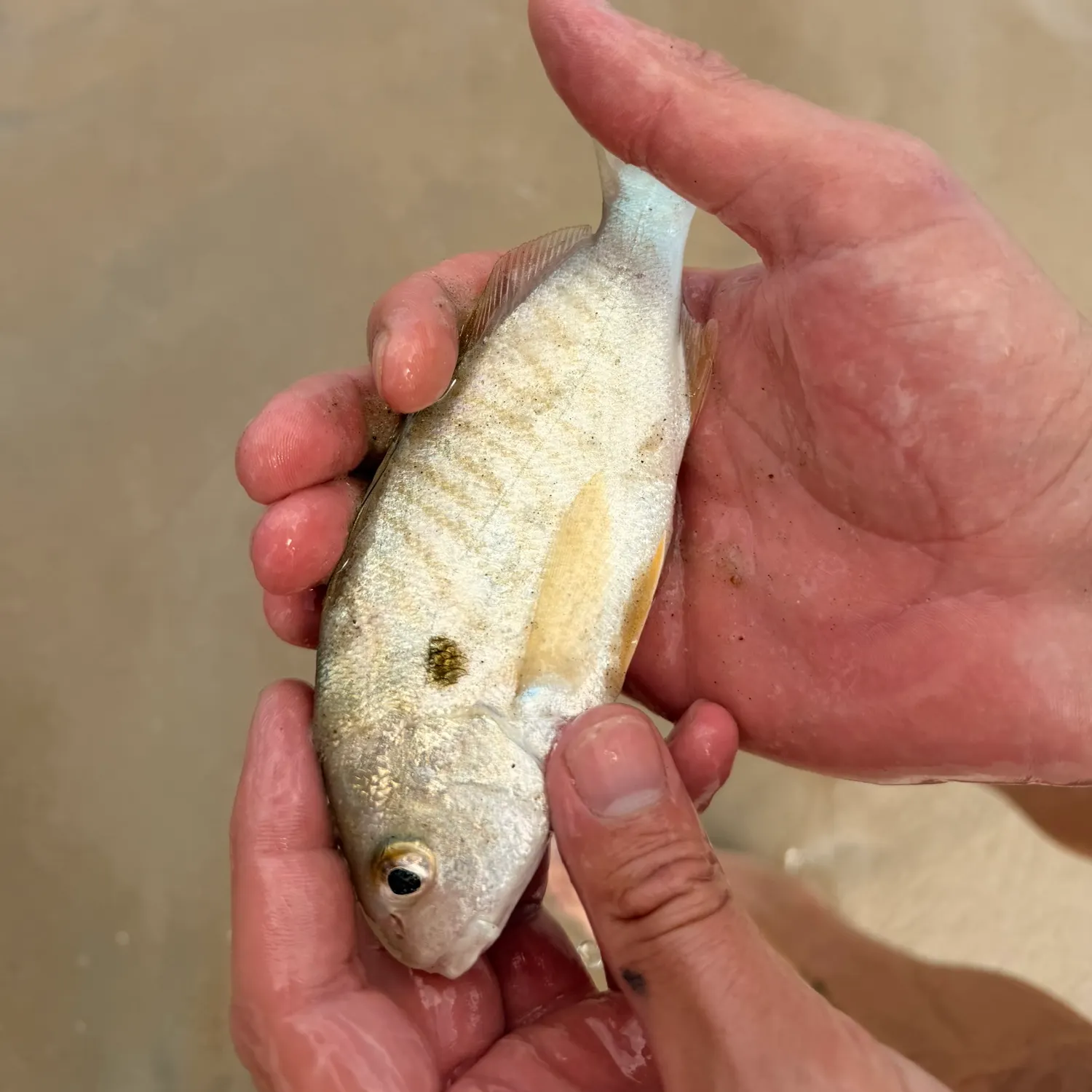 Spot croaker caught on Fishbrain