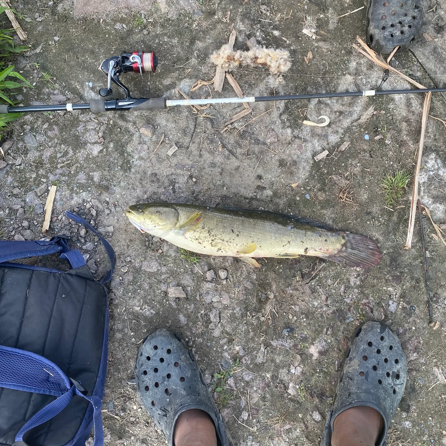 Eyetail bowfin caught on Fishbrain