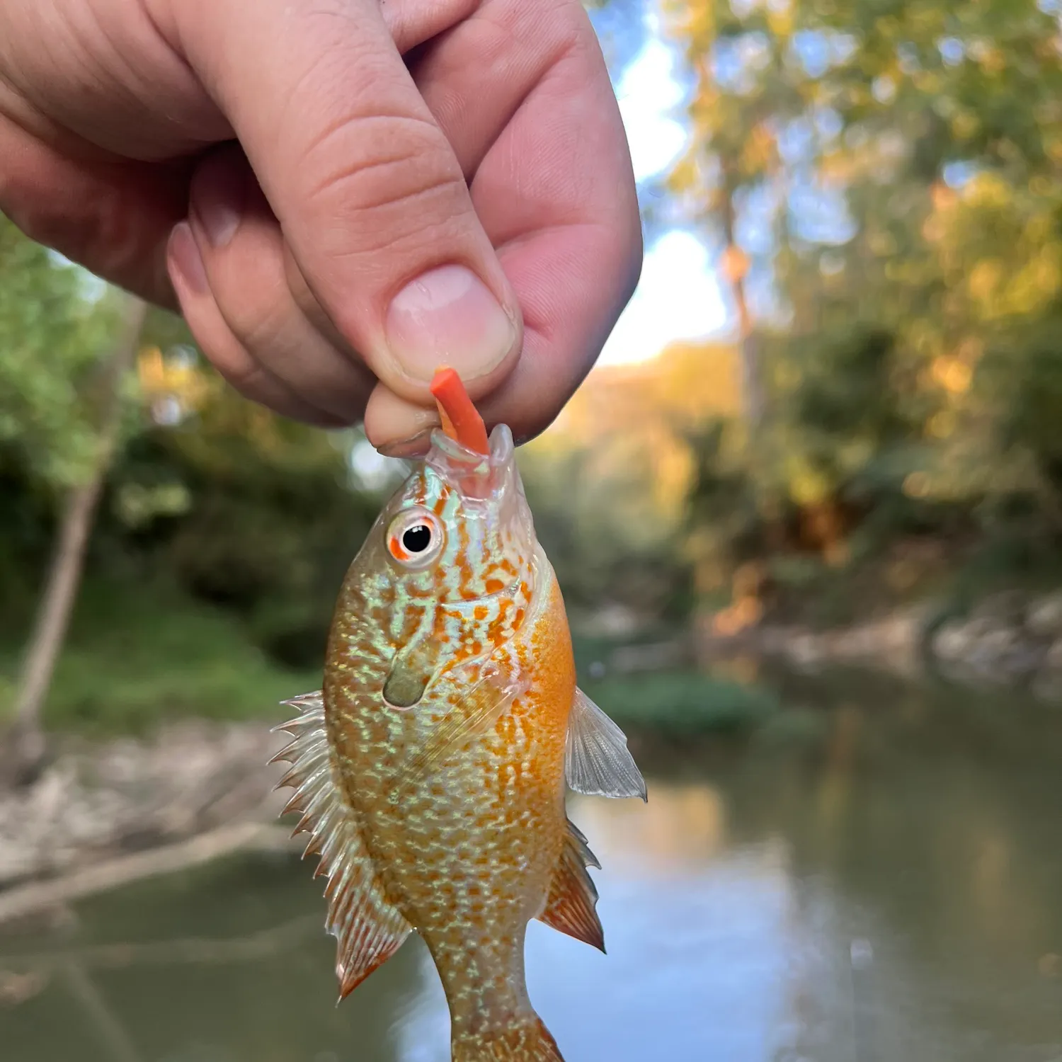 Longear sunfish caught on Fishbrain
