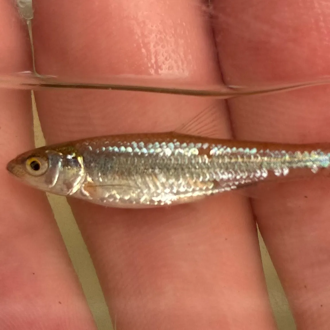 The most recent Channel shiner catches on Fishbrain