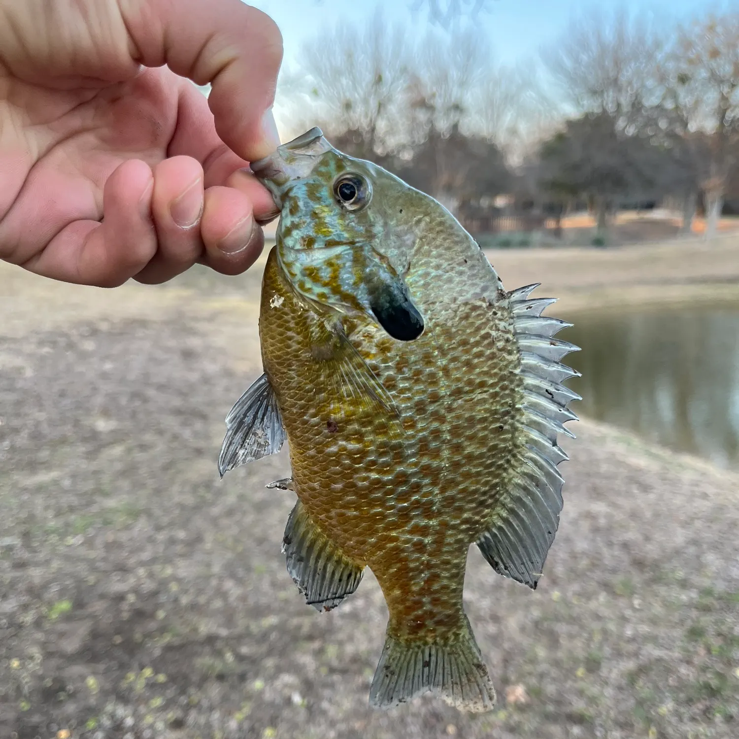 The most recent Greengill hybrid catches on Fishbrain