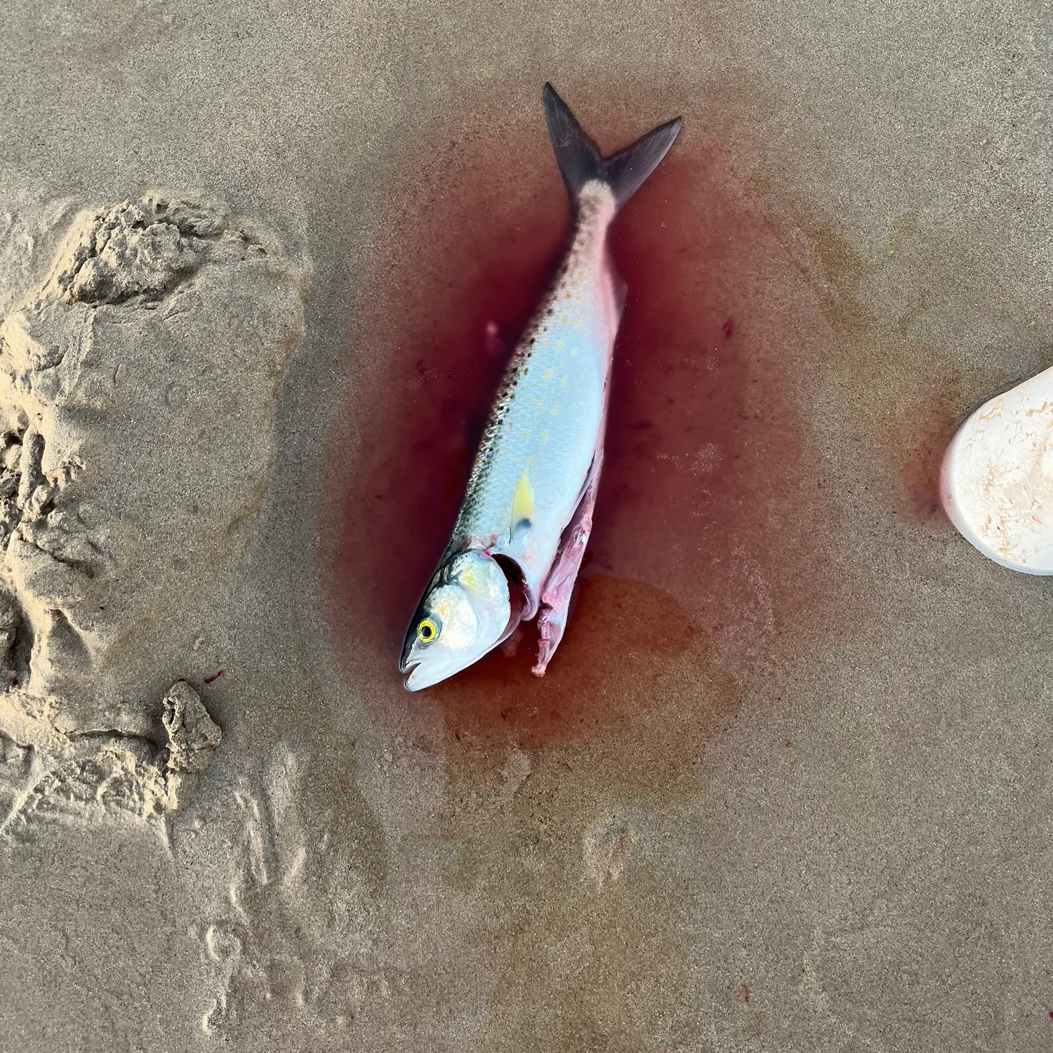 Eastern Australian salmon caught on Fishbrain