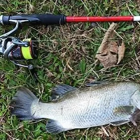 Dubois sea snake caught on Fishbrain