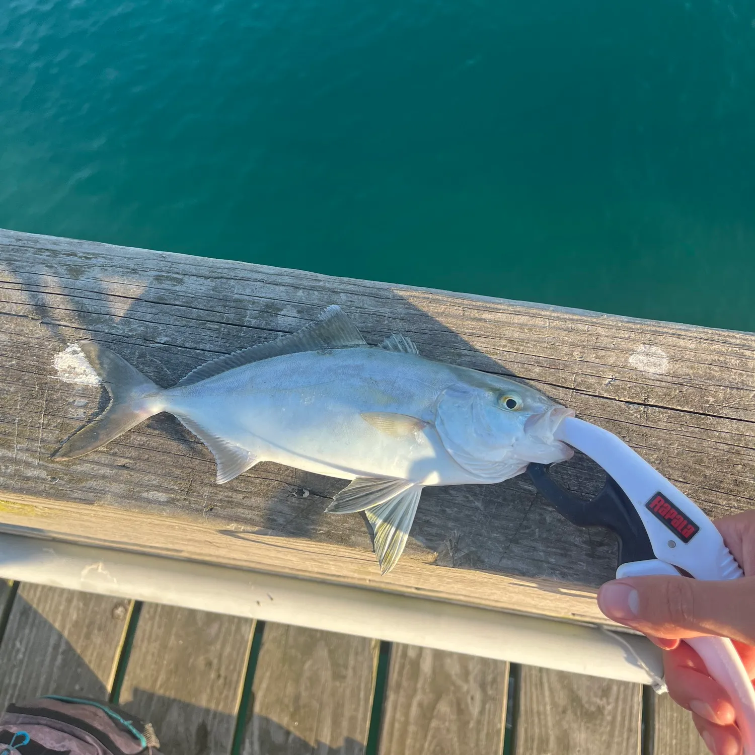 The most recent Banded Rudderfish catches on Fishbrain