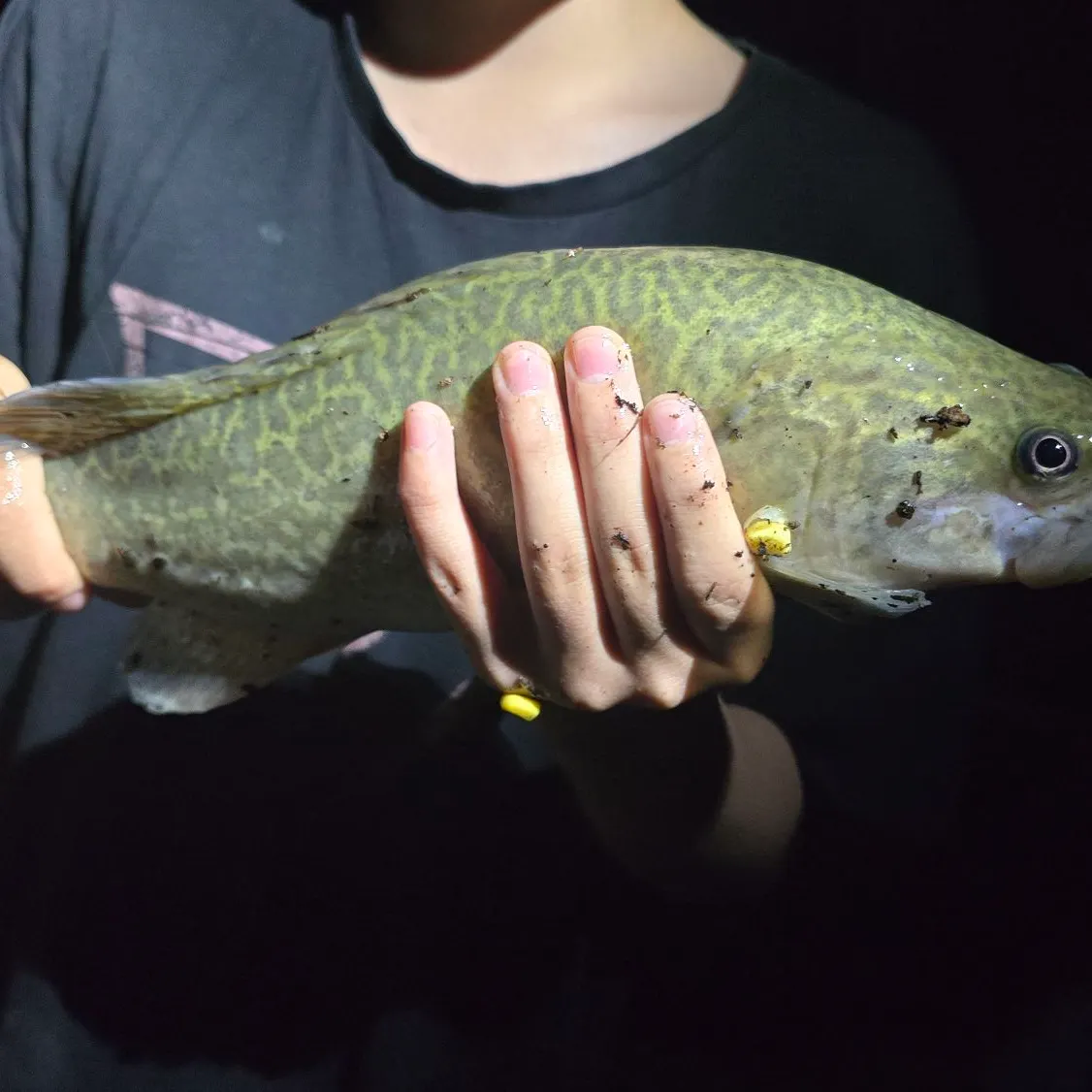 Murray cod caught on Fishbrain