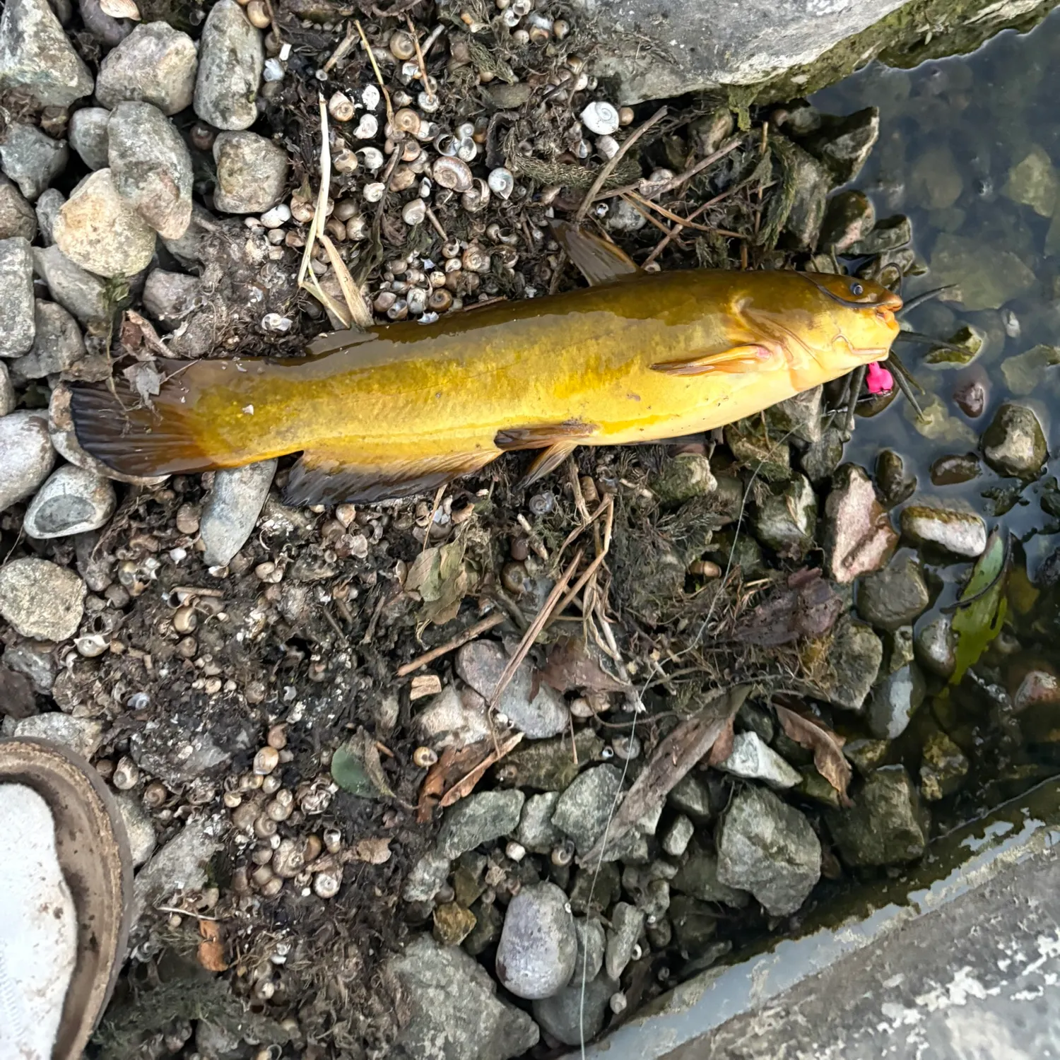 Yellow bullhead caught on Fishbrain